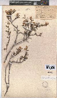 Hermannia rudis image