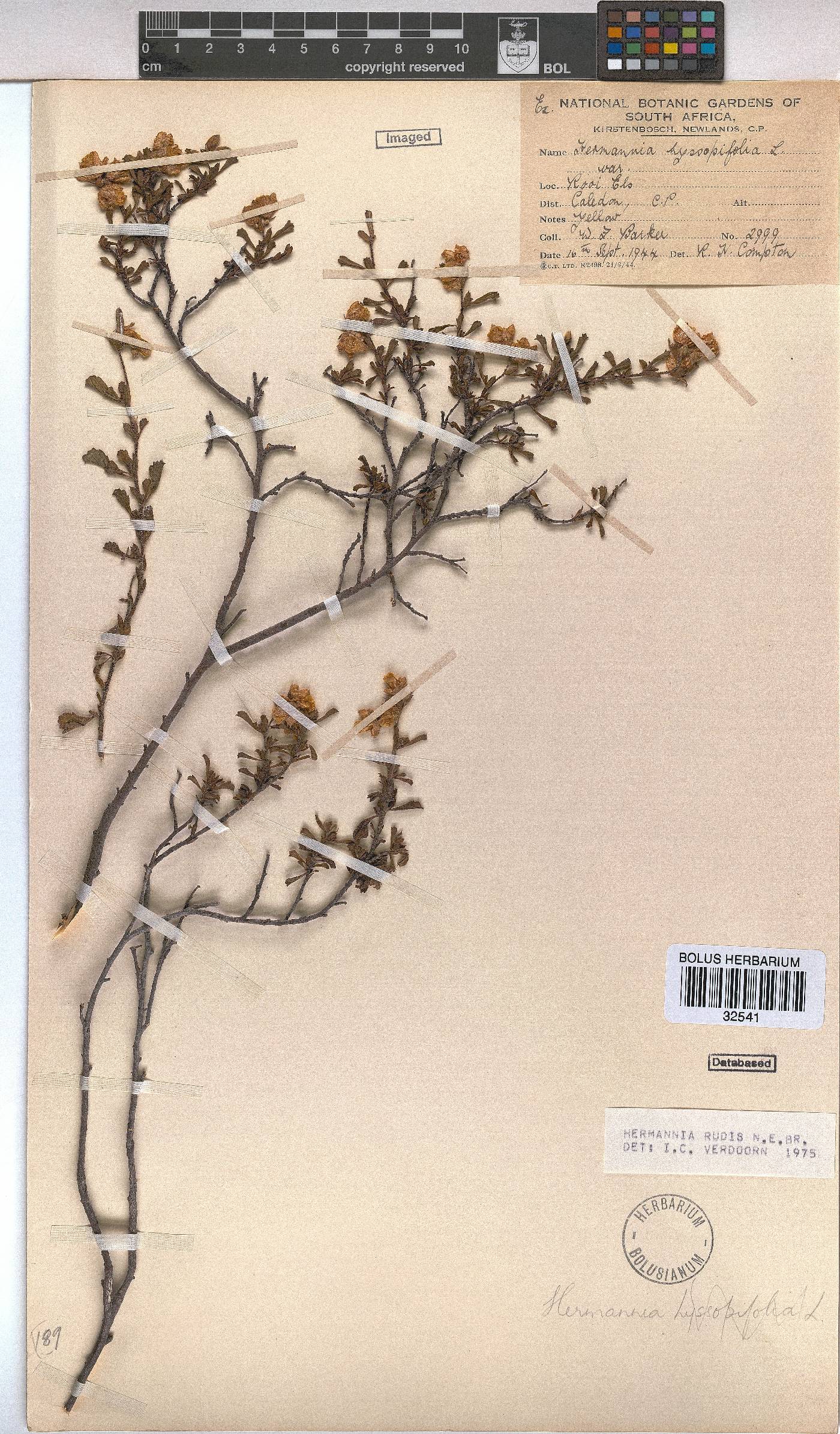 Hermannia rudis image