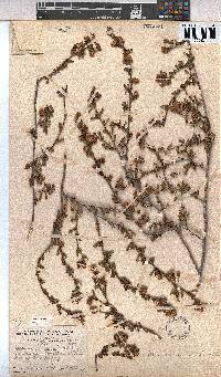 Hermannia rudis image