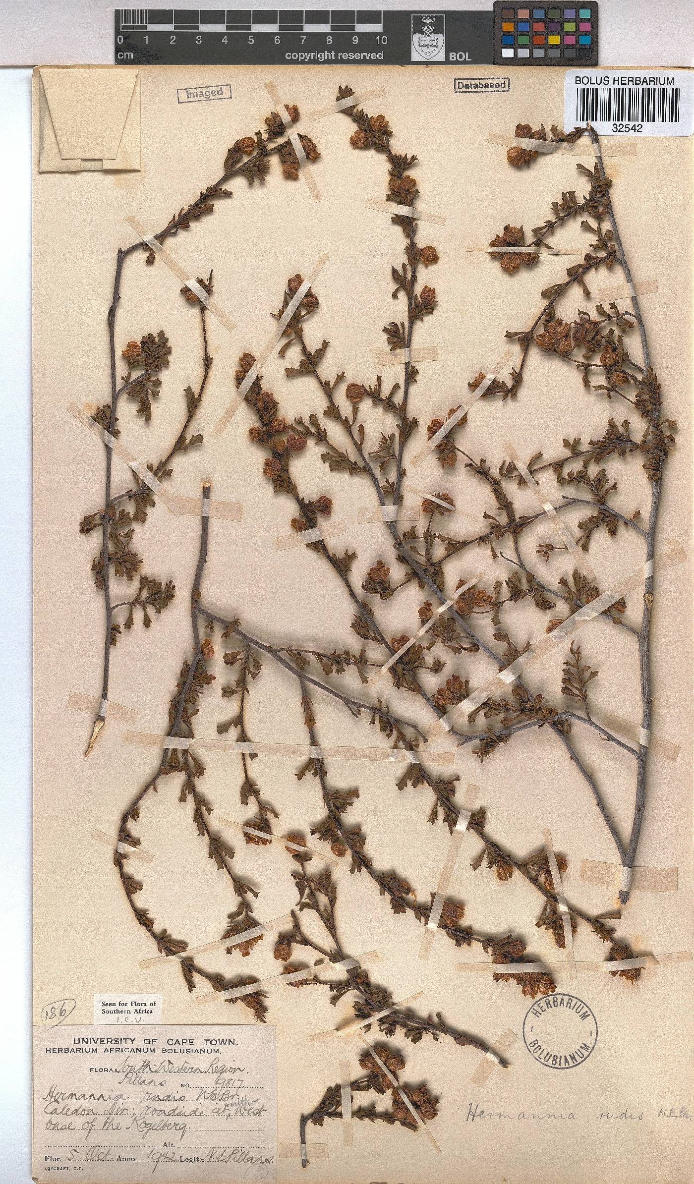 Hermannia rudis image