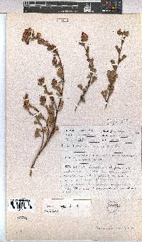 Hermannia rudis image