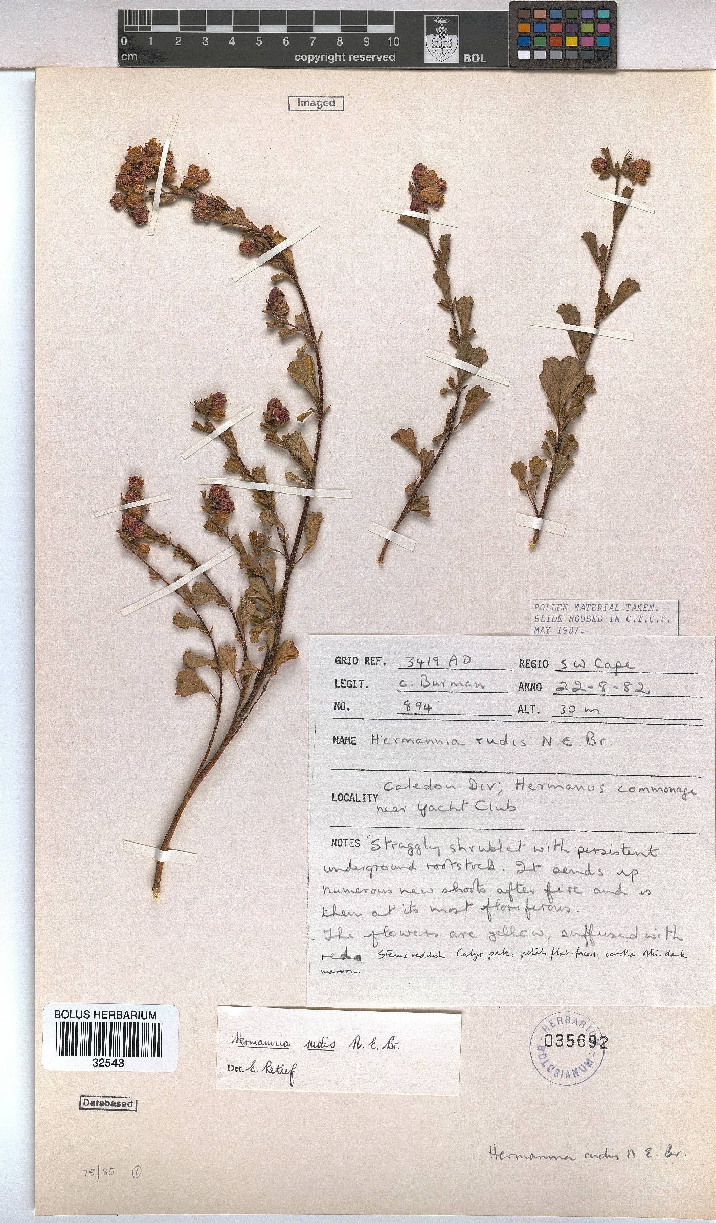 Hermannia rudis image
