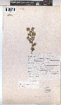 Hermannia rudis image