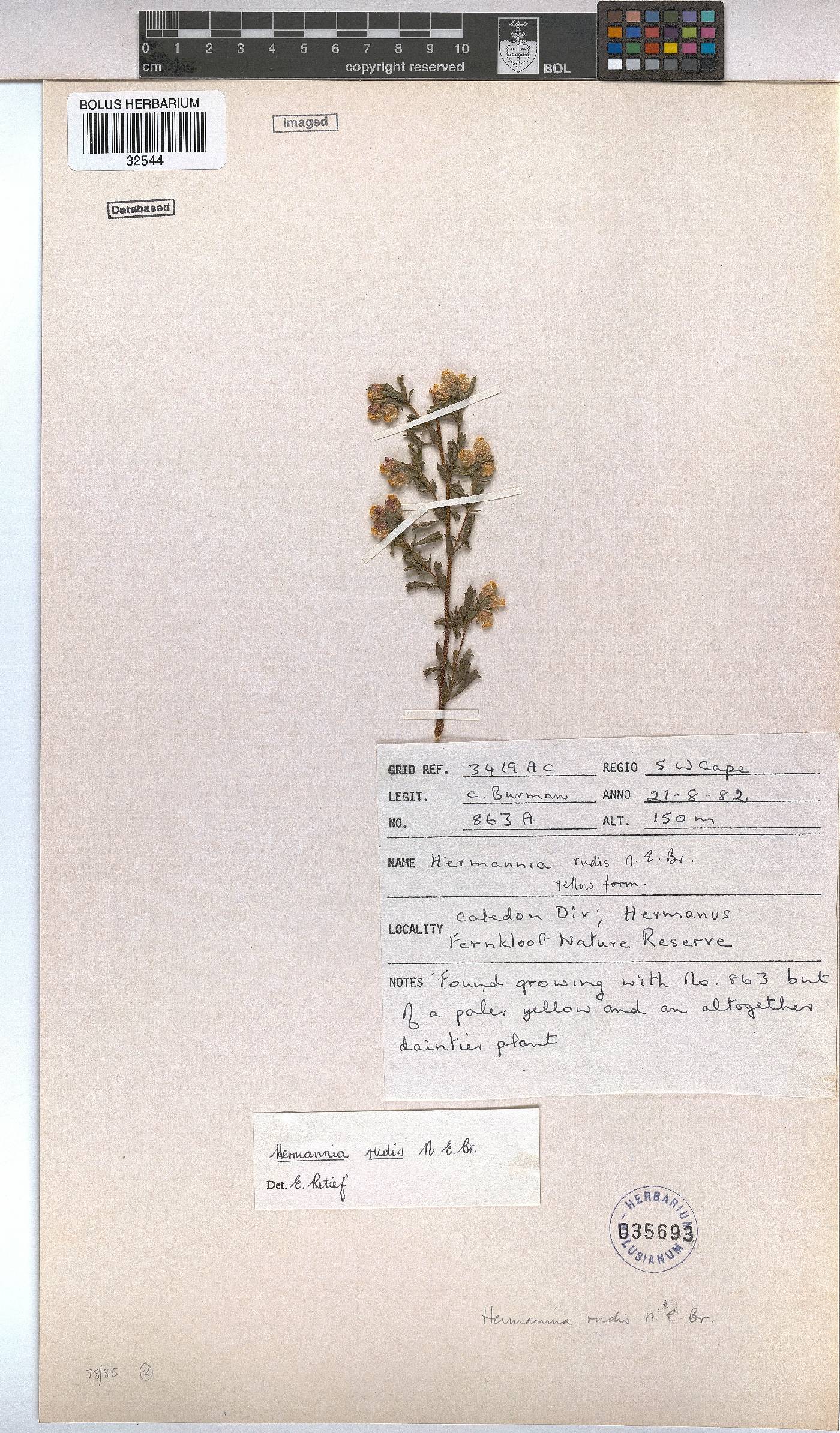 Hermannia rudis image