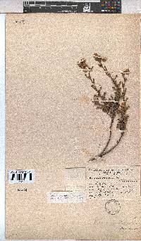 Hermannia rudis image