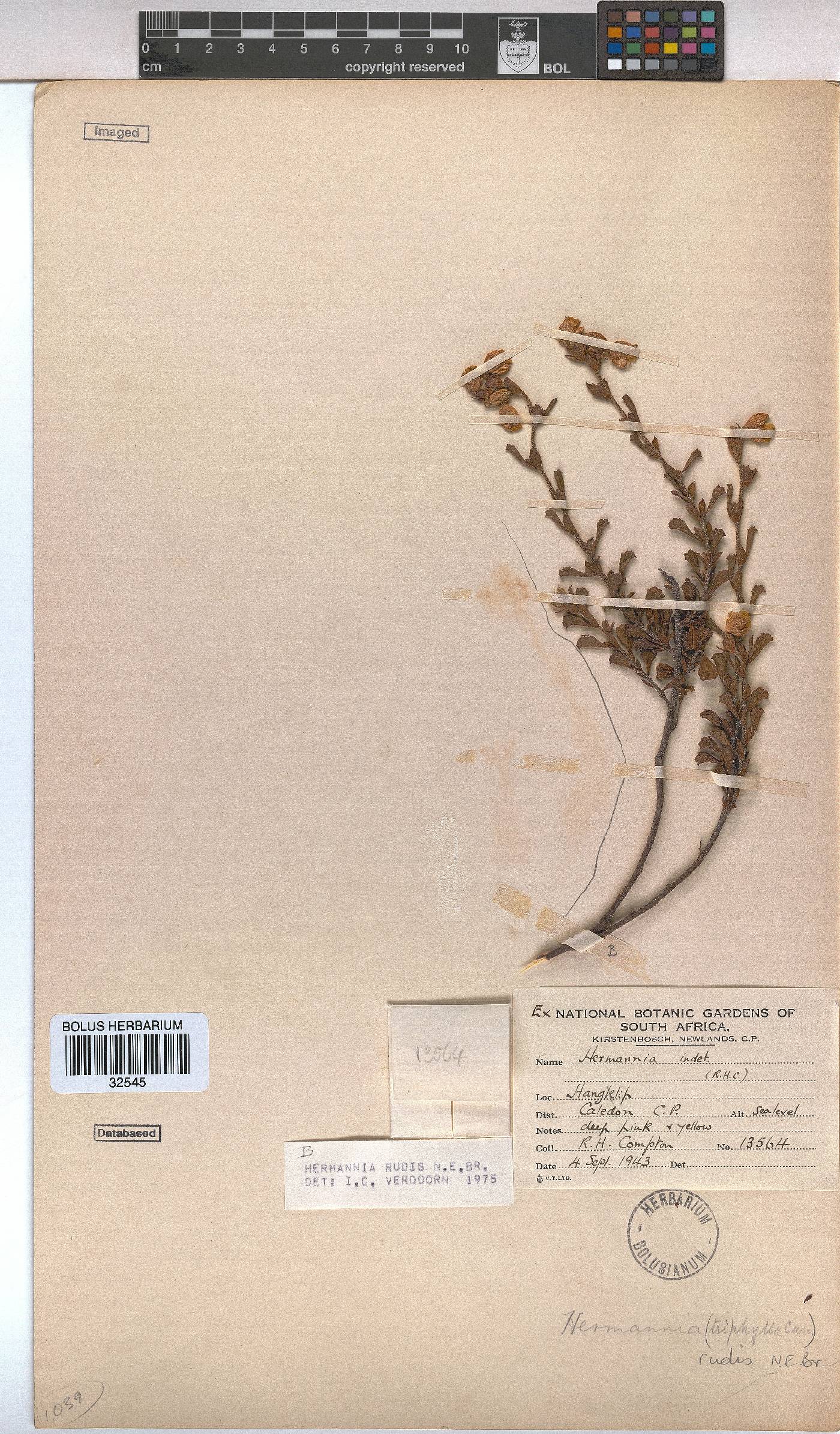 Hermannia rudis image