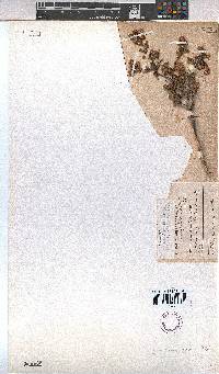 Hermannia rudis image