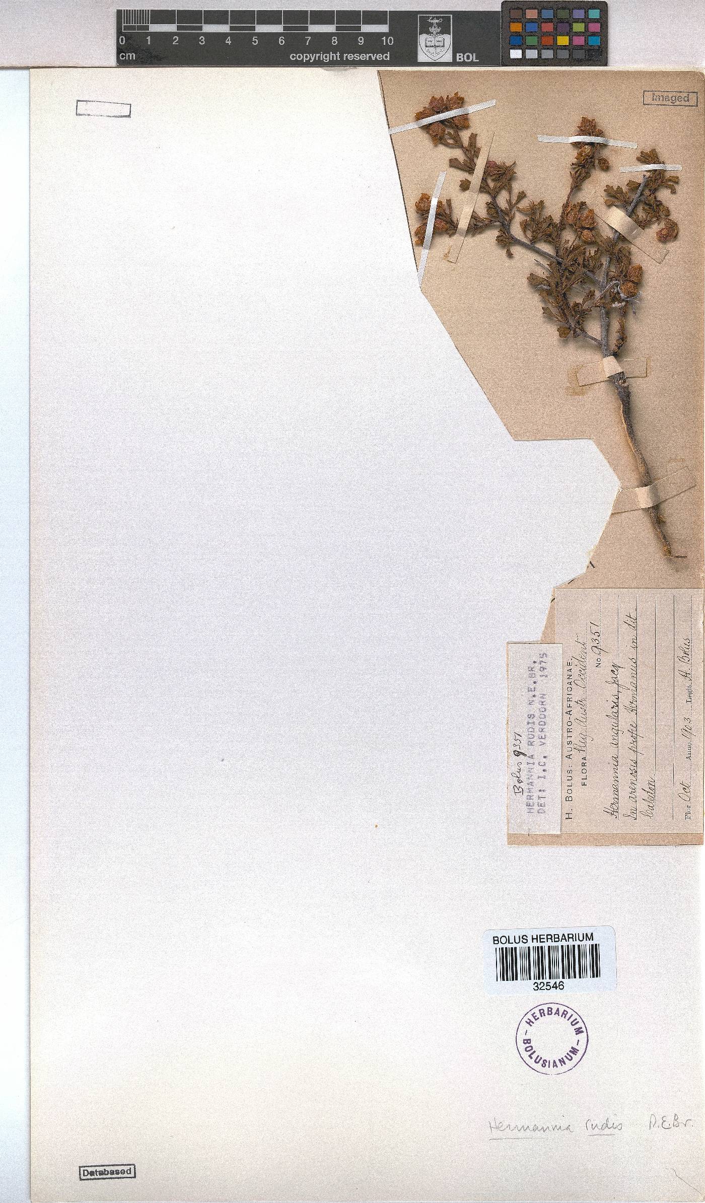 Hermannia rudis image