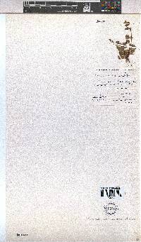 Hermannia rudis image