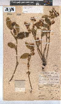 Hermannia sandersonii image