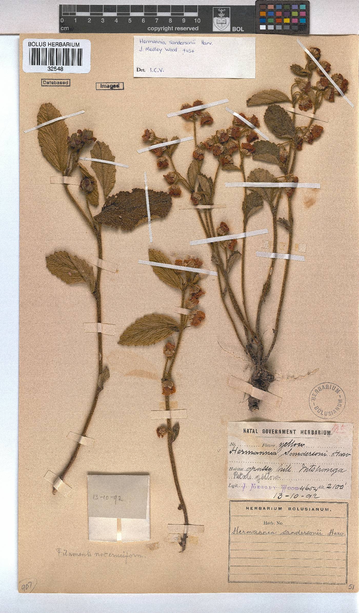 Hermannia sandersonii image