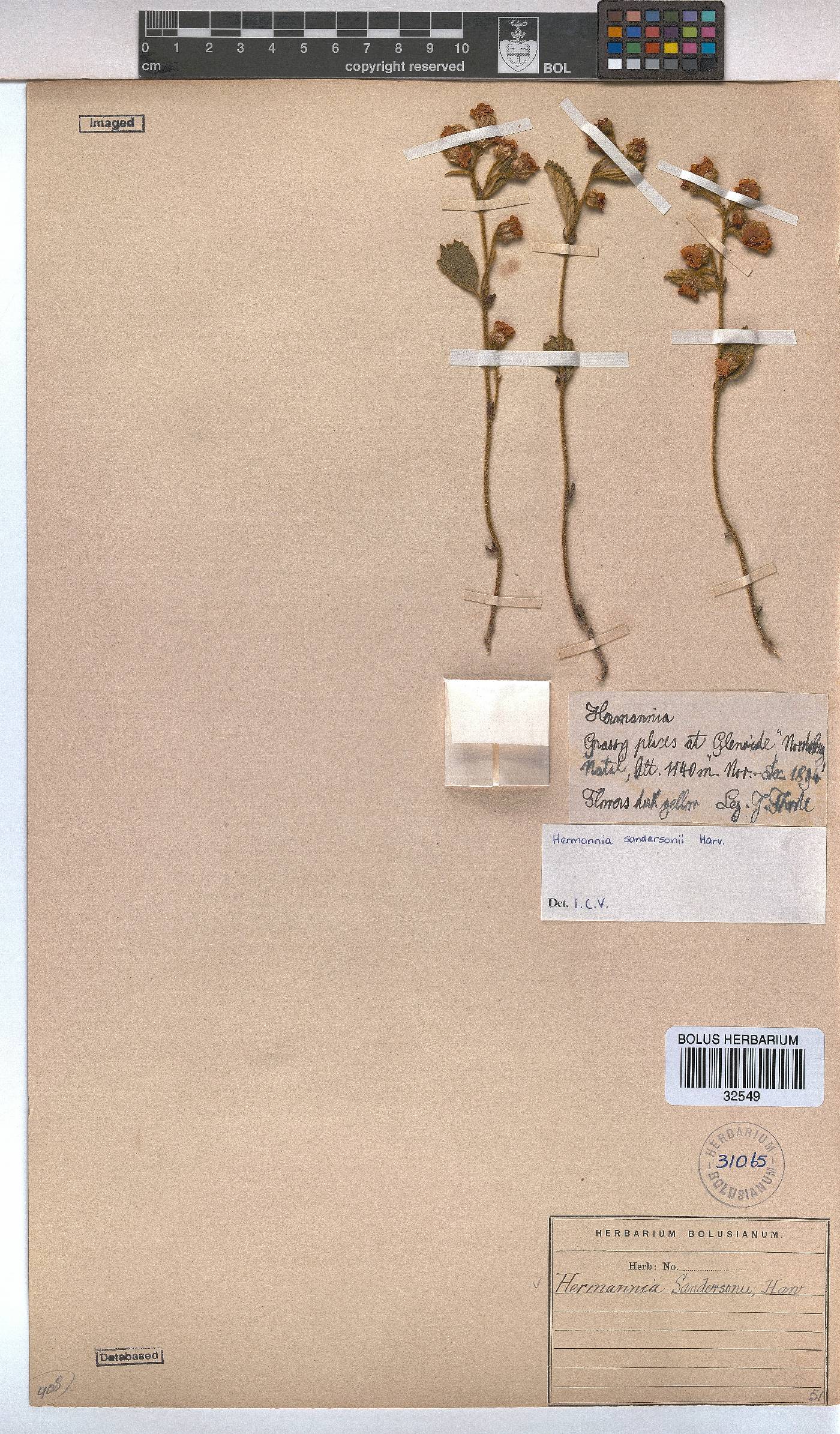 Hermannia sandersonii image