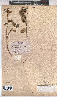 Hermannia sandersonii image
