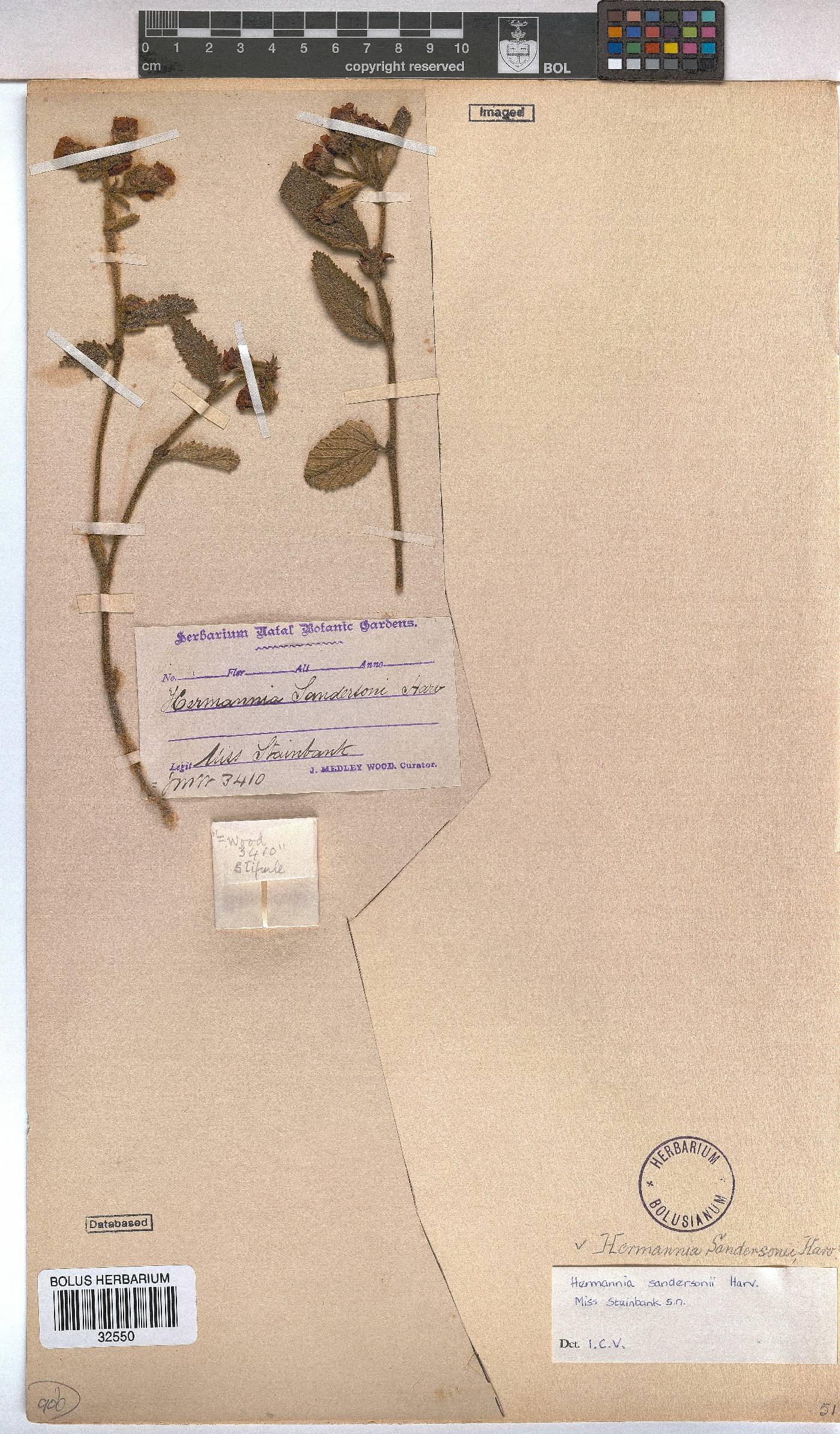 Hermannia sandersonii image