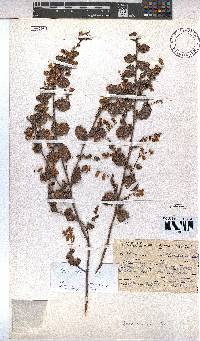 Hermannia disticha image