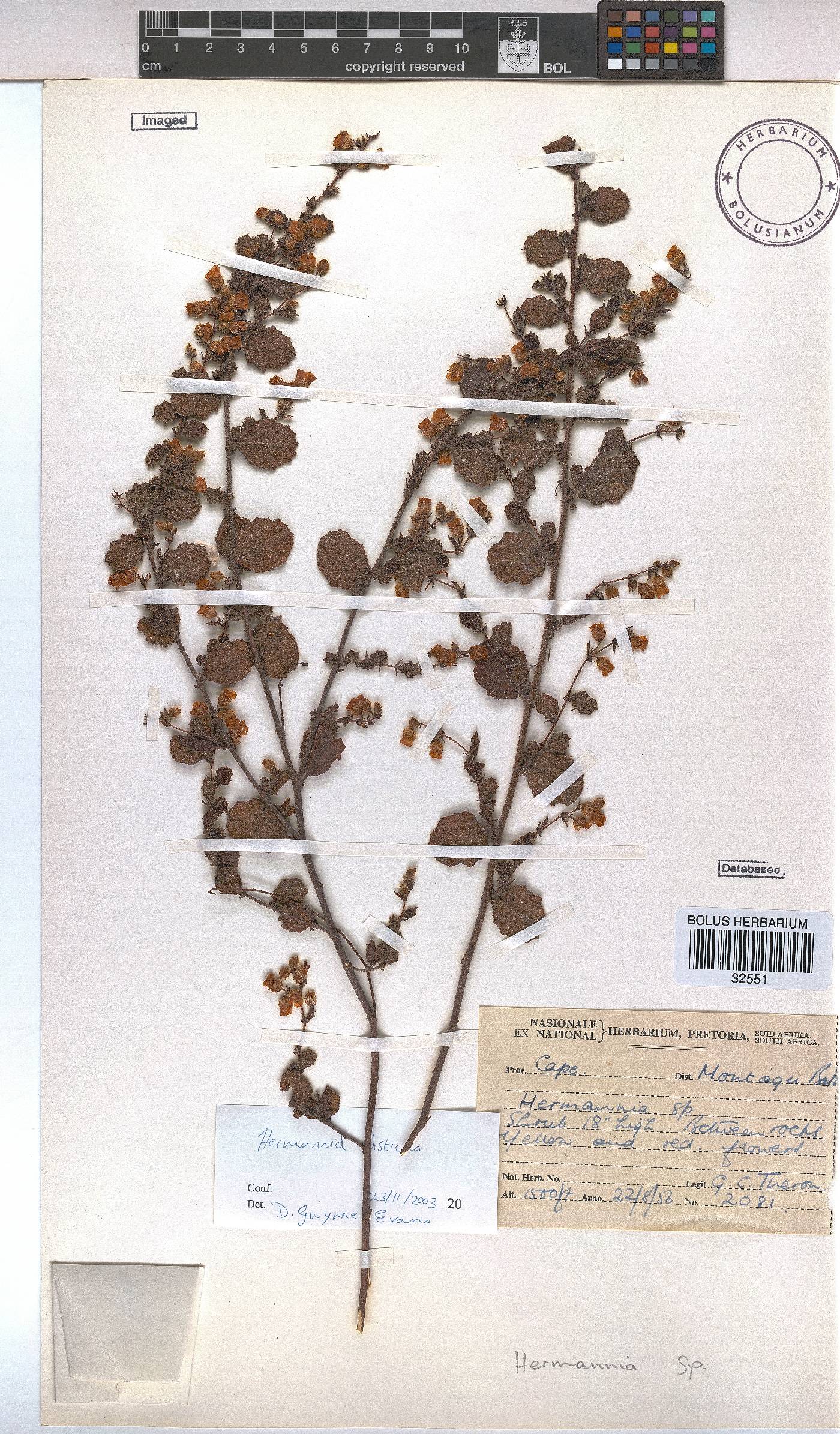 Hermannia disticha image