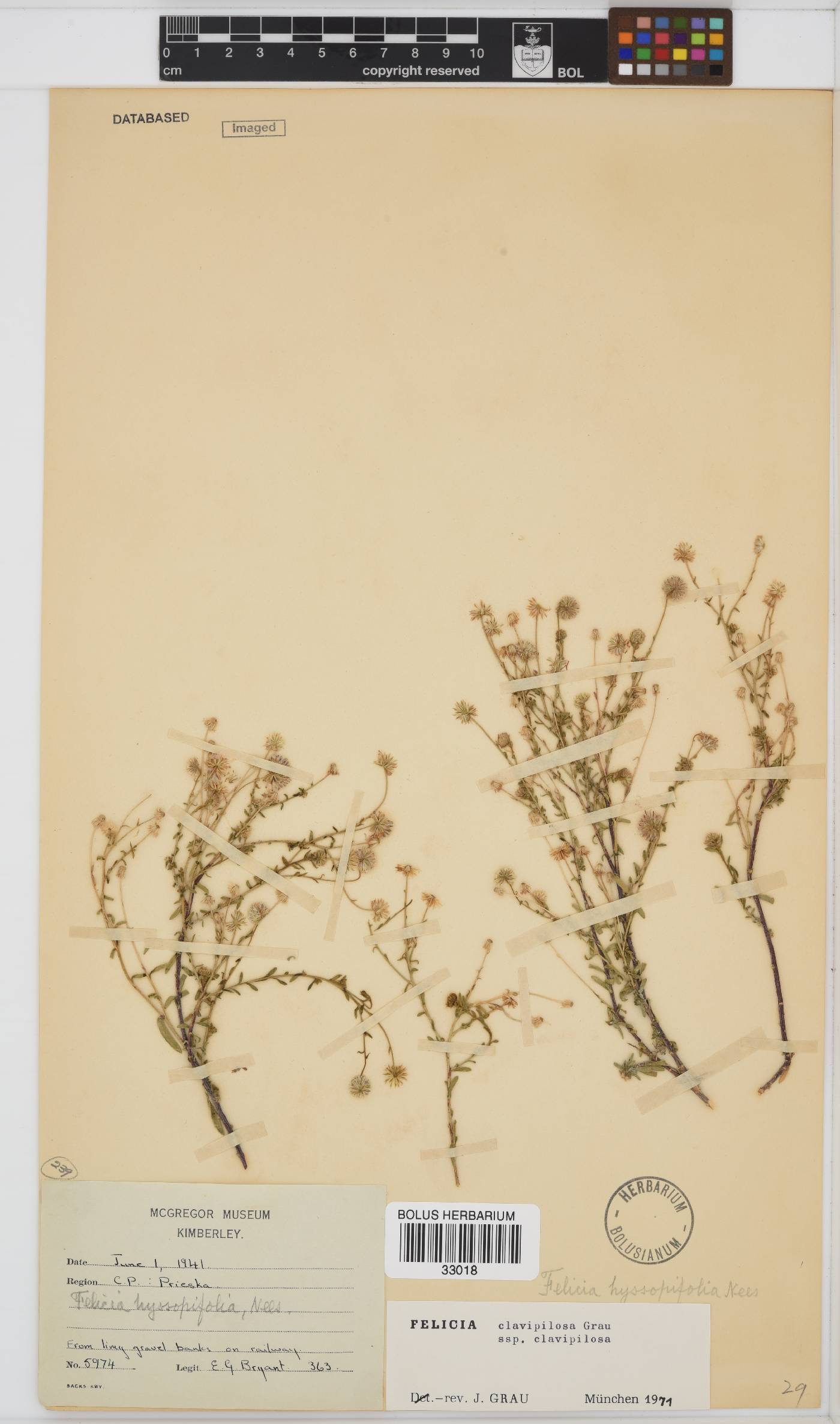 Felicia clavipilosa subsp. clavipilosa image