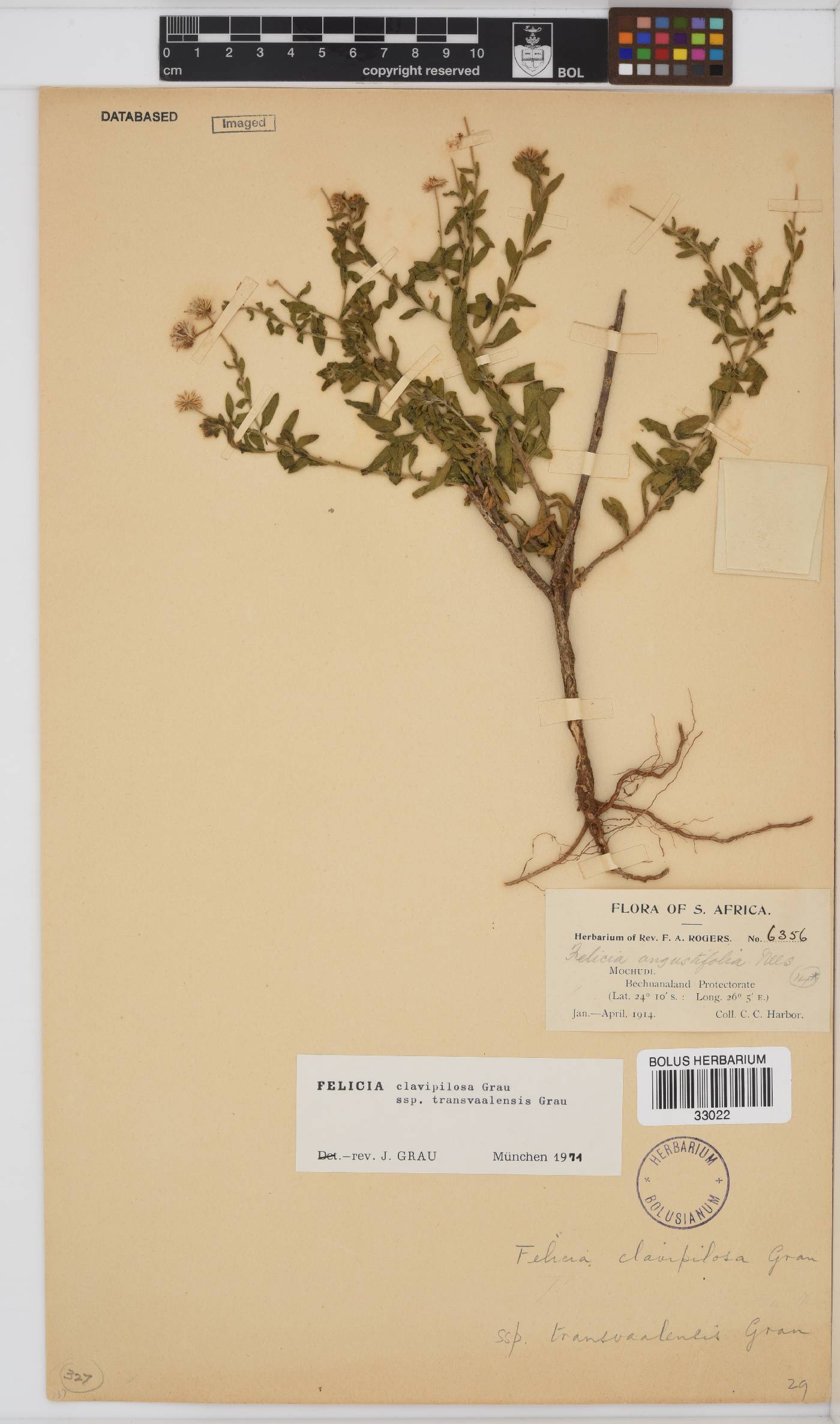 Felicia clavipilosa subsp. transvaalensis image