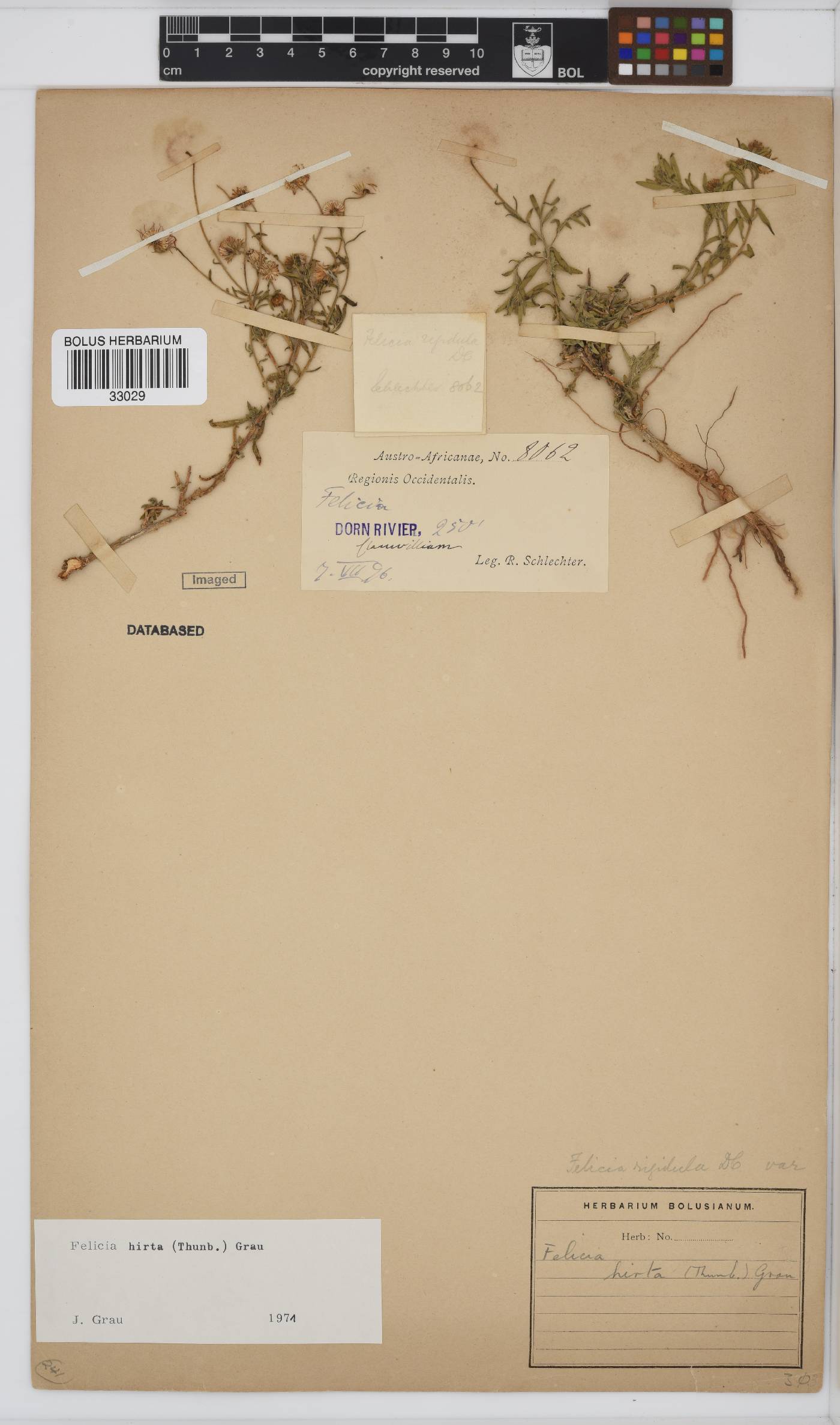 Felicia hirta image