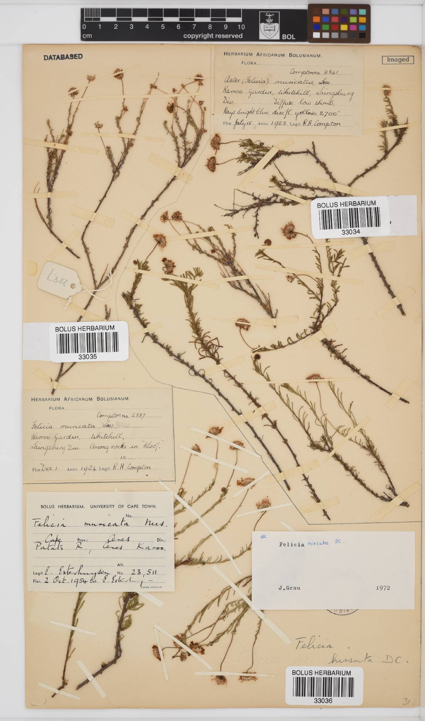 Felicia hirsuta image