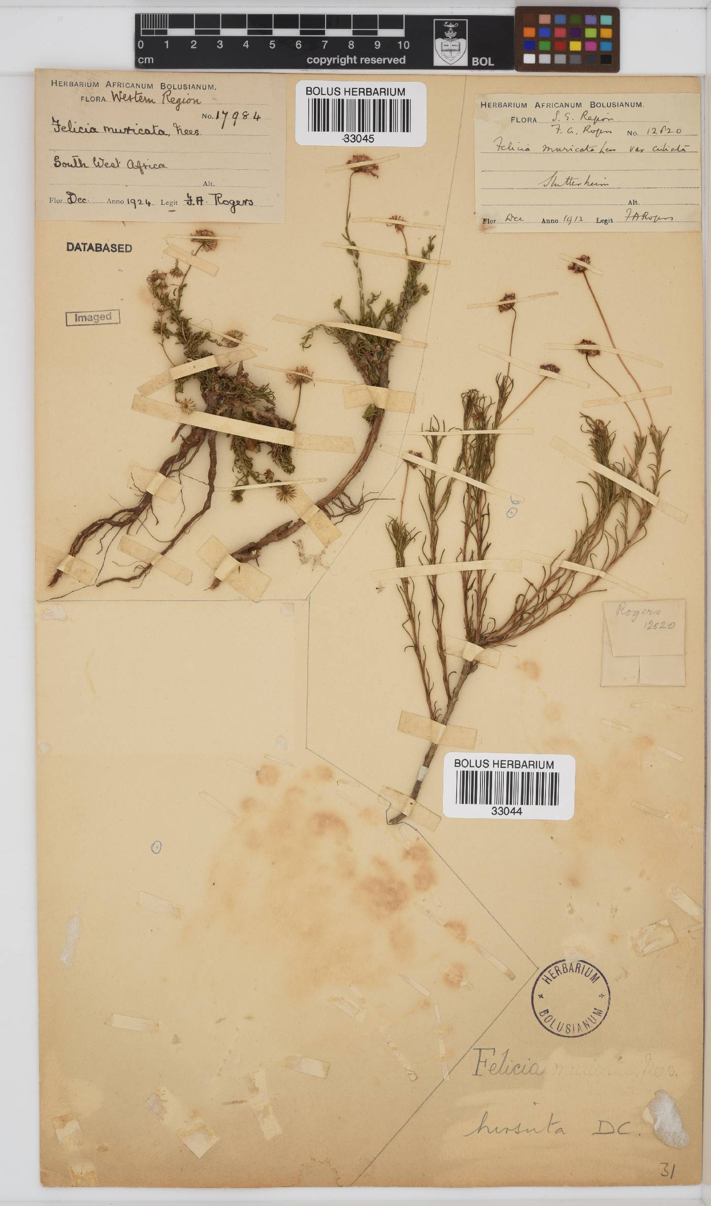 Felicia hirsuta image