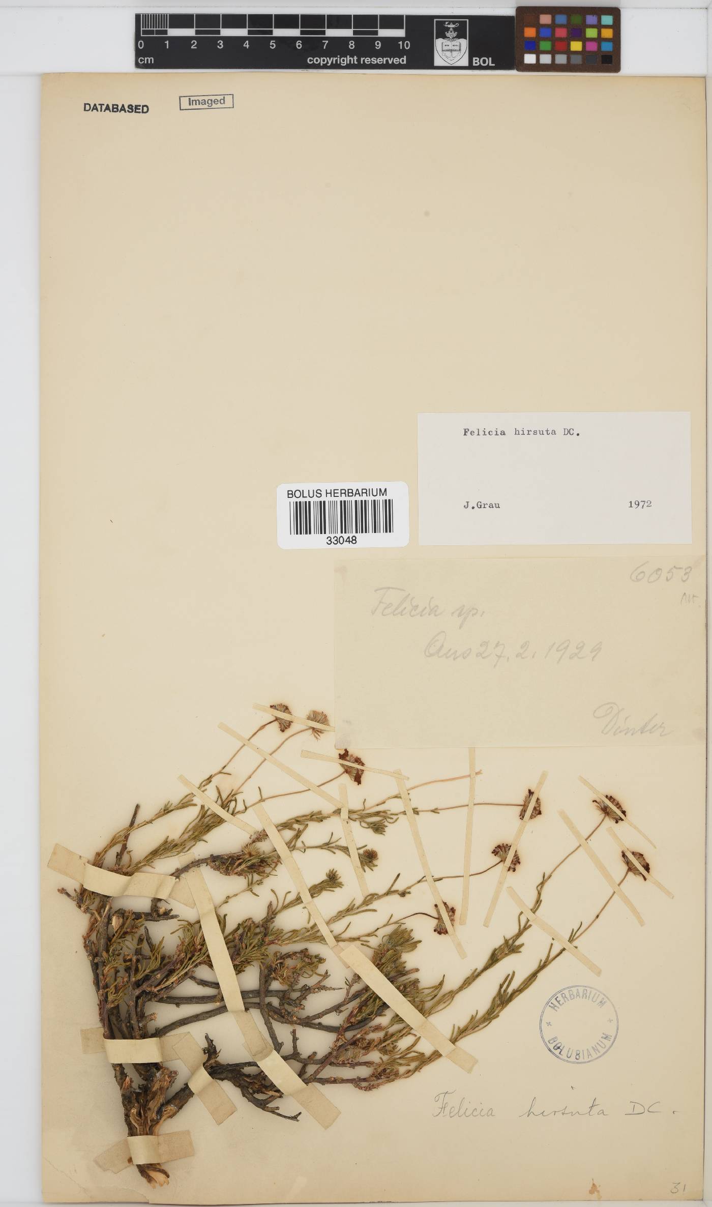 Felicia hirsuta image