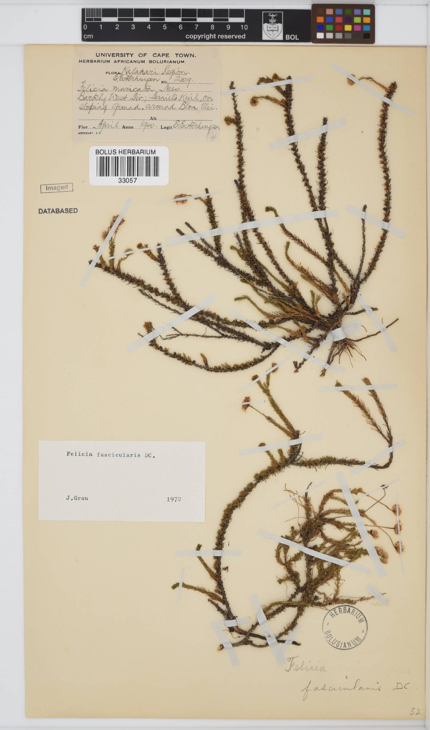 Felicia fascicularis image
