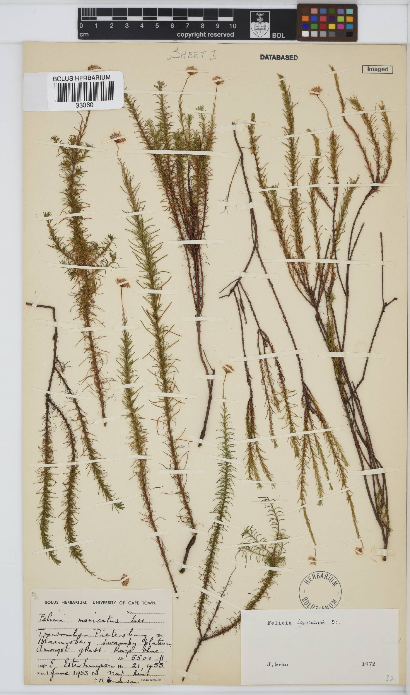 Felicia fascicularis image
