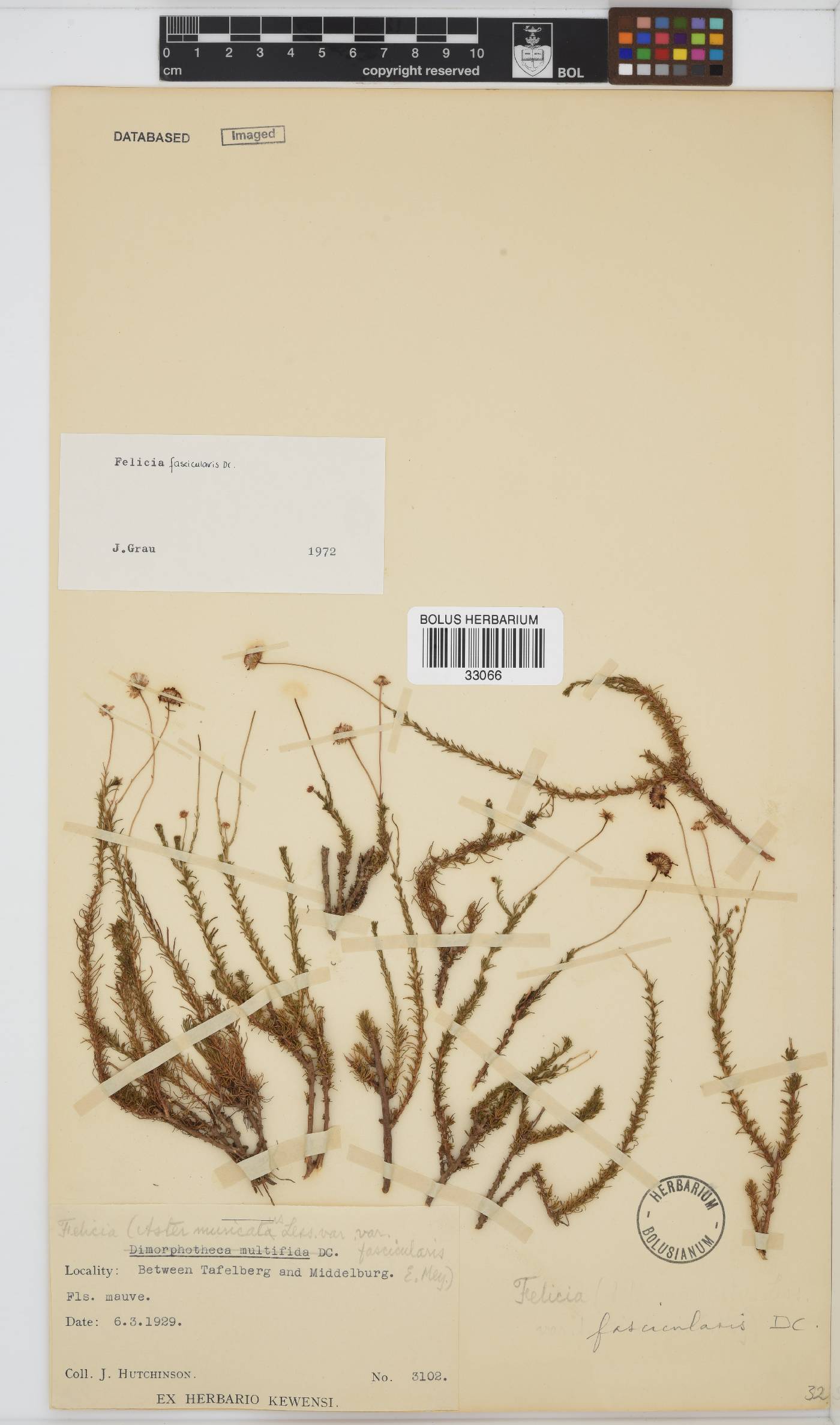 Felicia fascicularis image