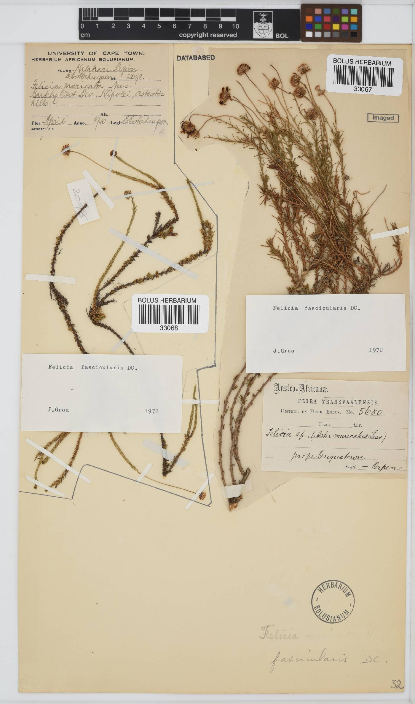 Felicia fascicularis image