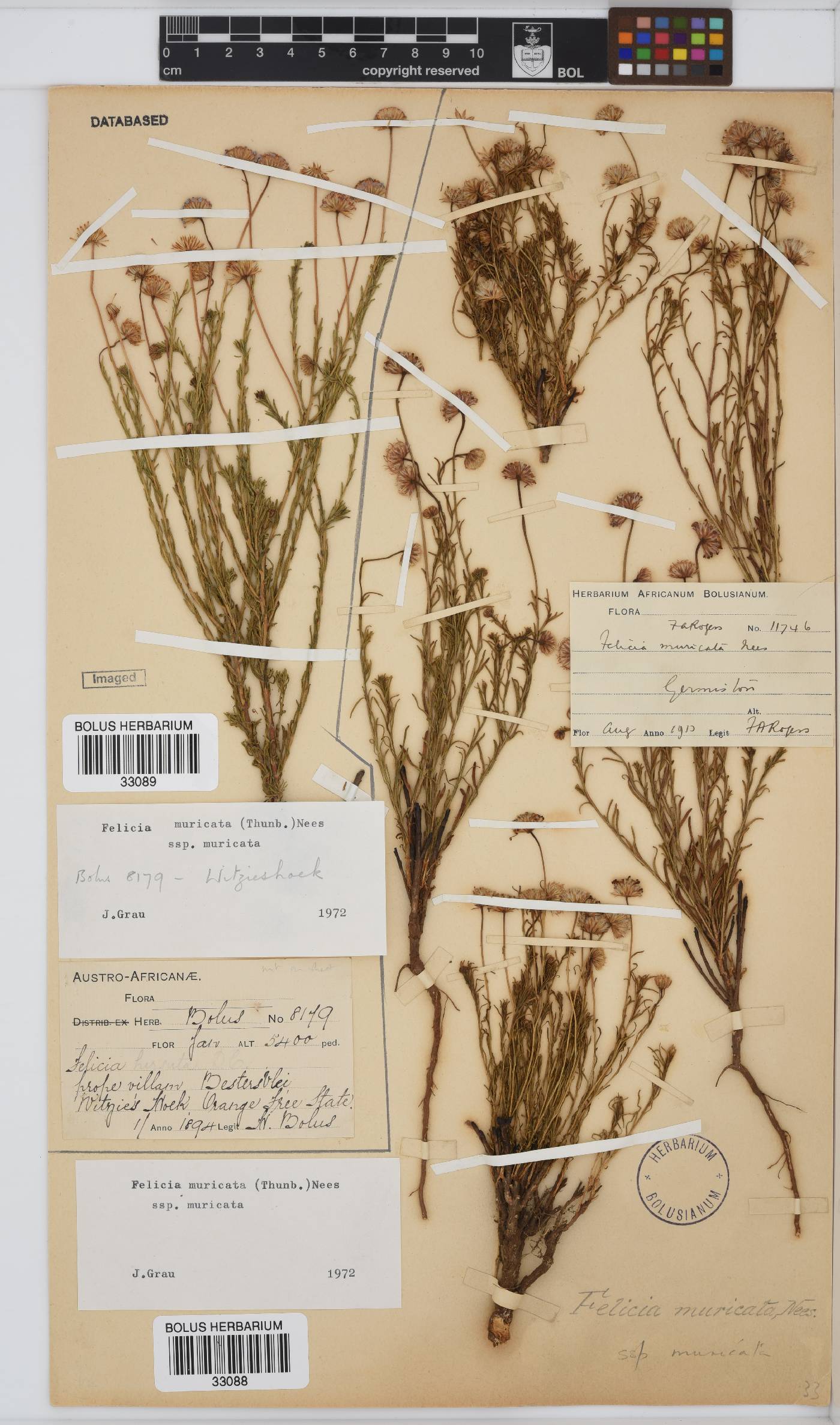 Felicia muricata subsp. muricata image