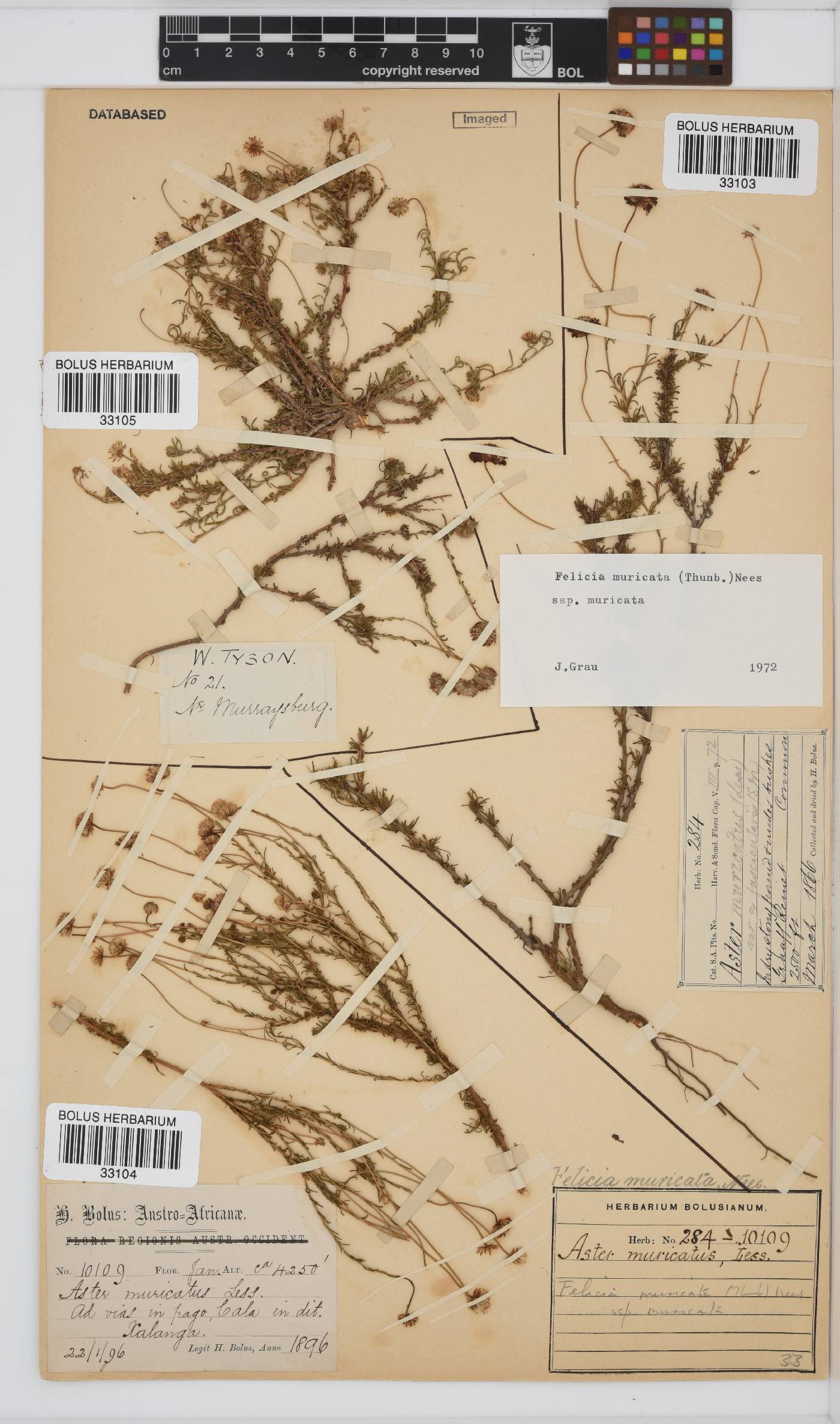 Felicia muricata subsp. muricata image