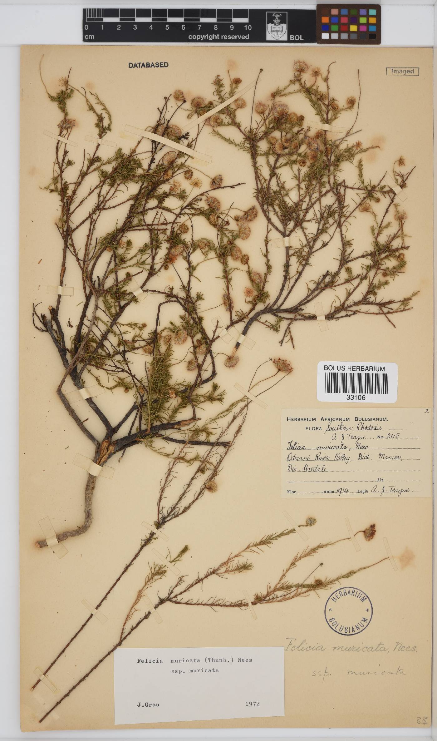 Felicia muricata subsp. muricata image