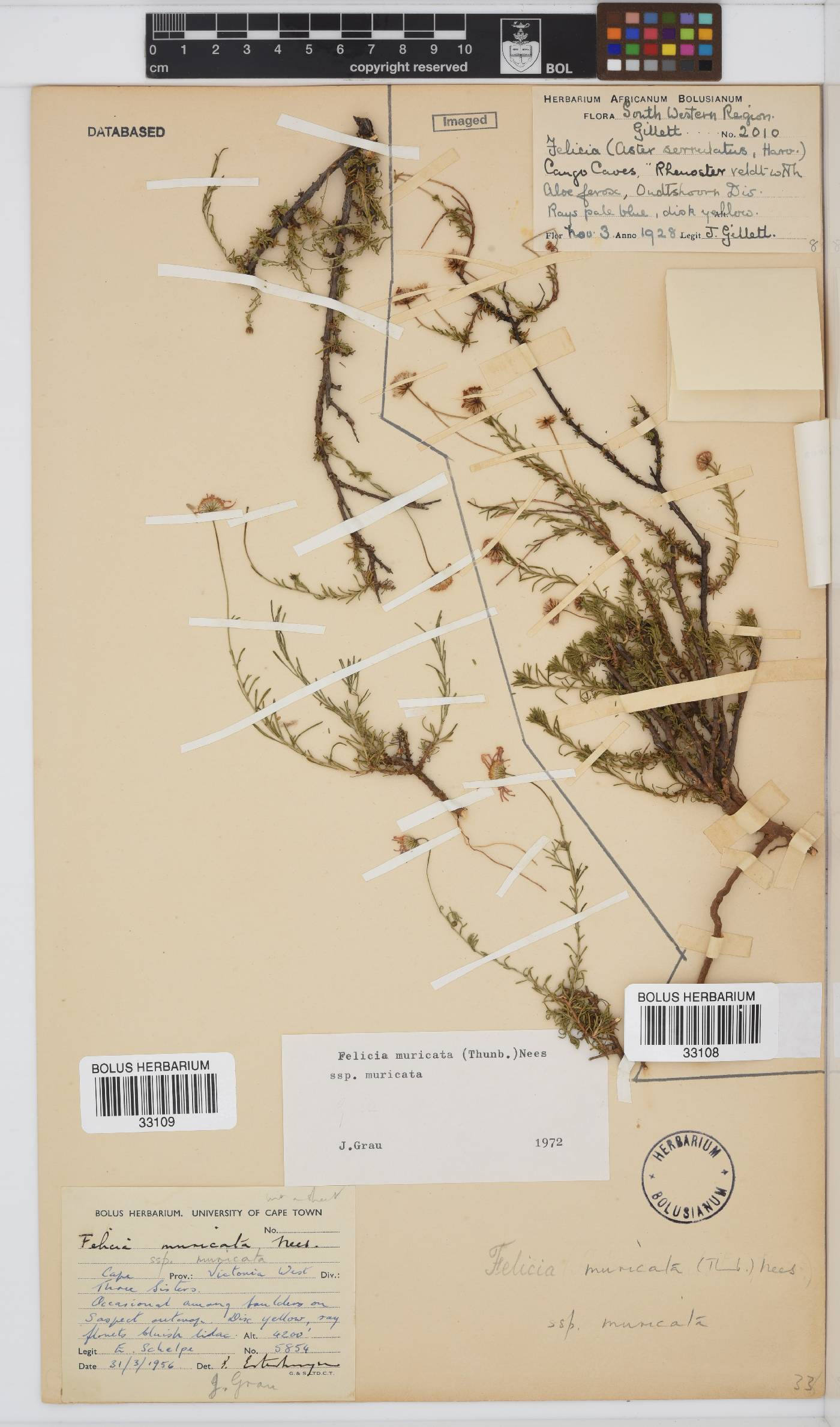 Felicia muricata subsp. muricata image