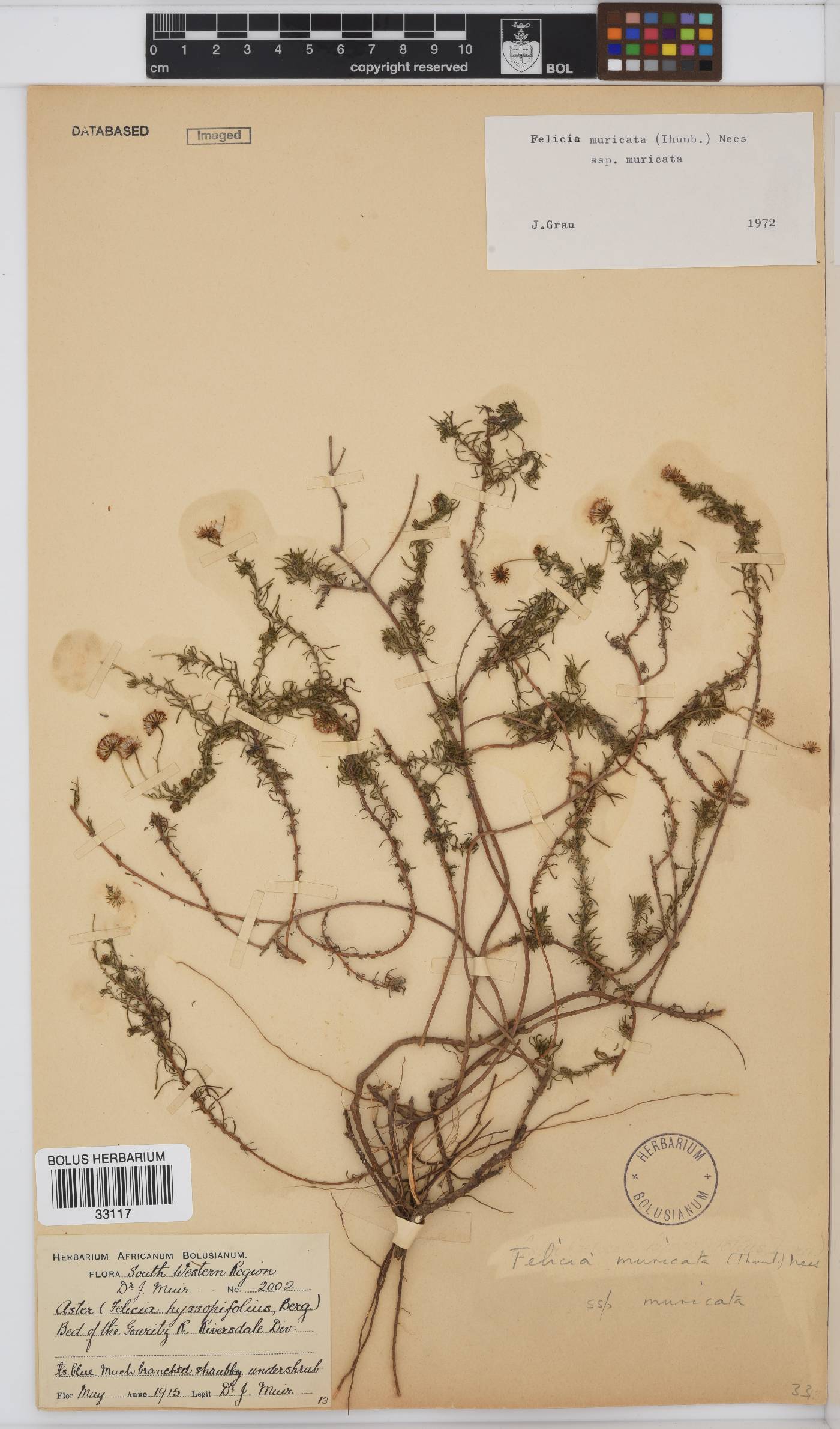 Felicia muricata subsp. muricata image