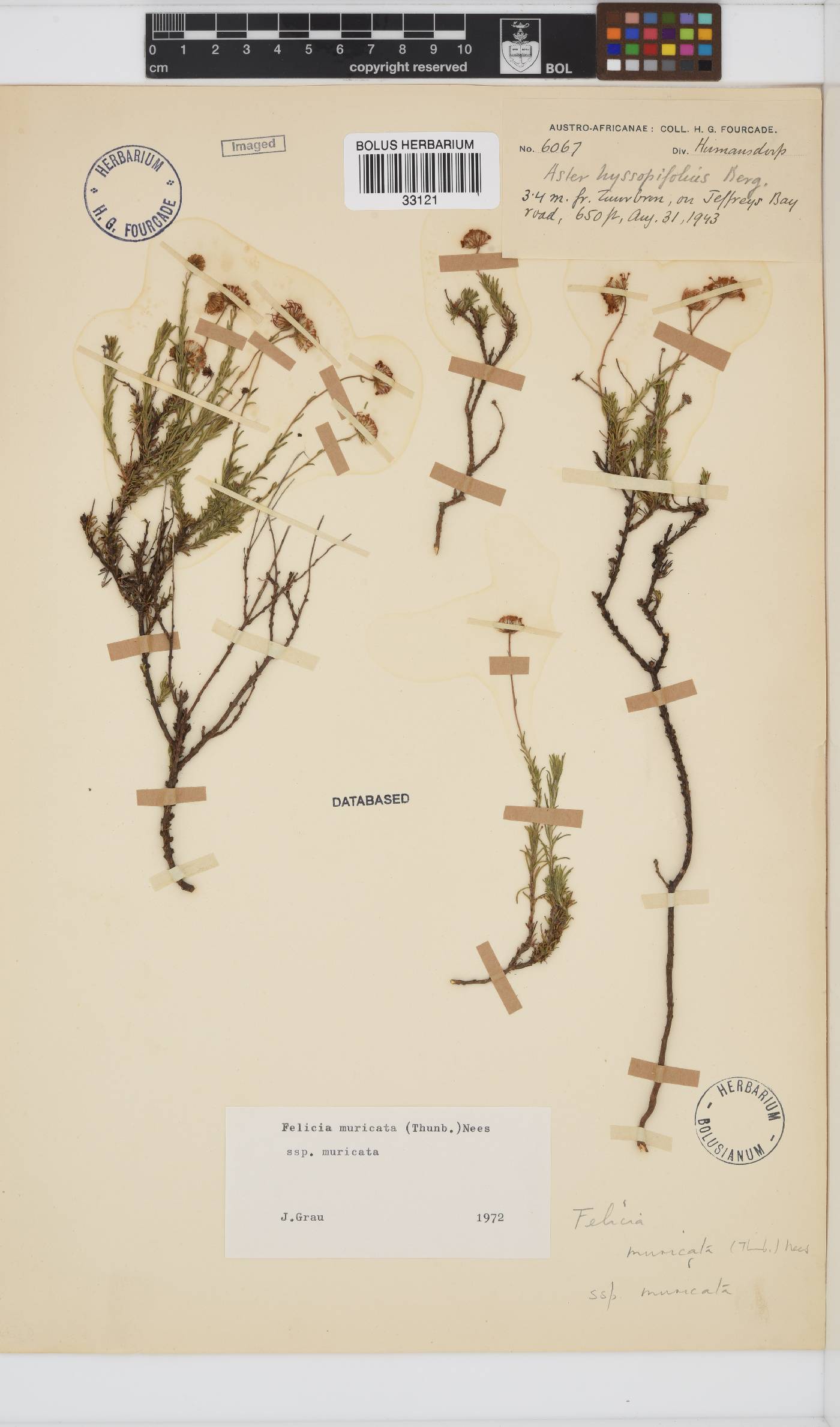 Felicia muricata subsp. muricata image