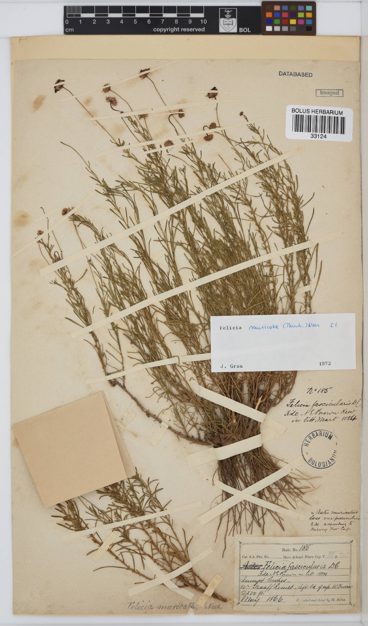 Felicia muricata subsp. muricata image