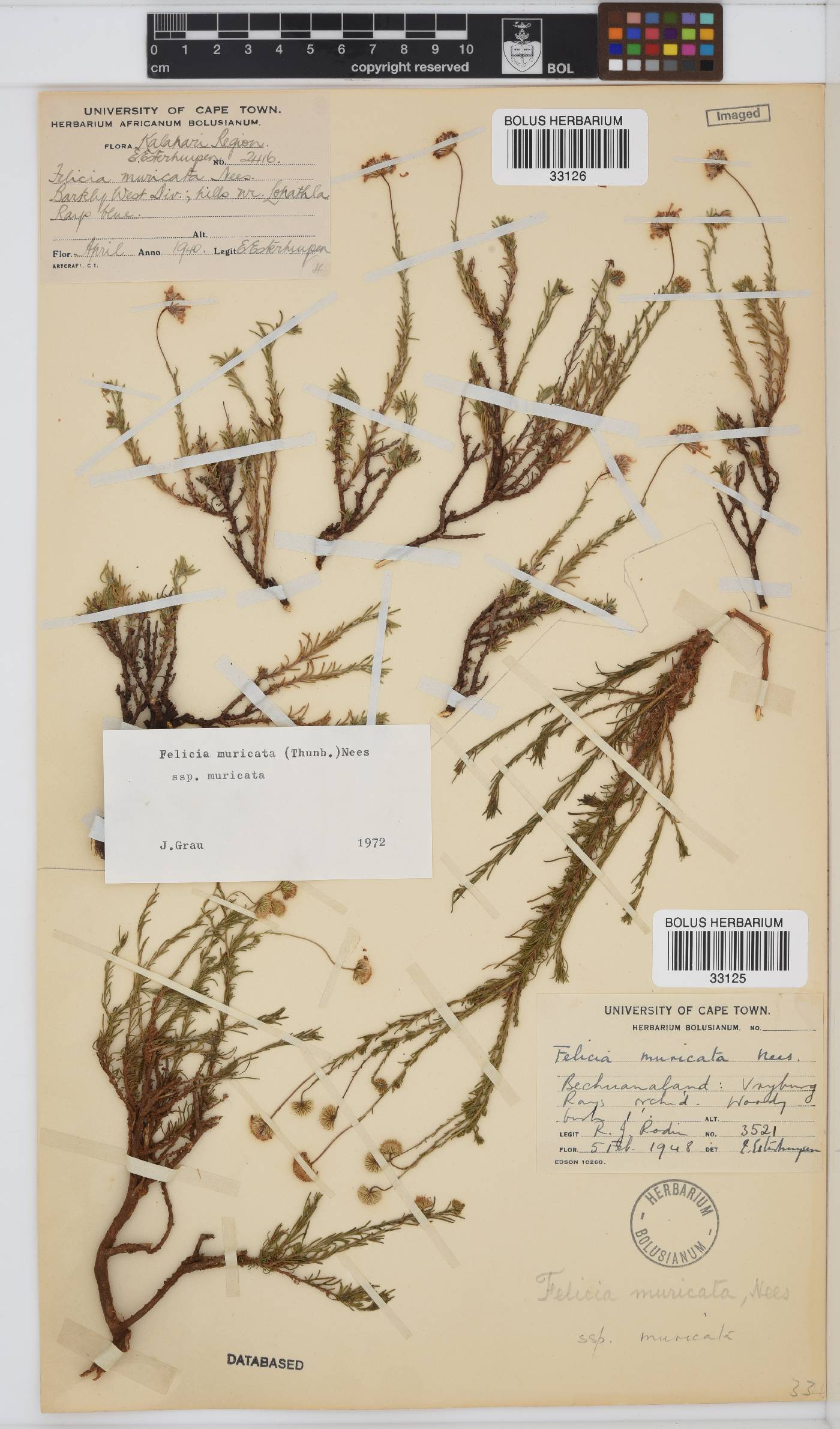 Felicia muricata subsp. muricata image
