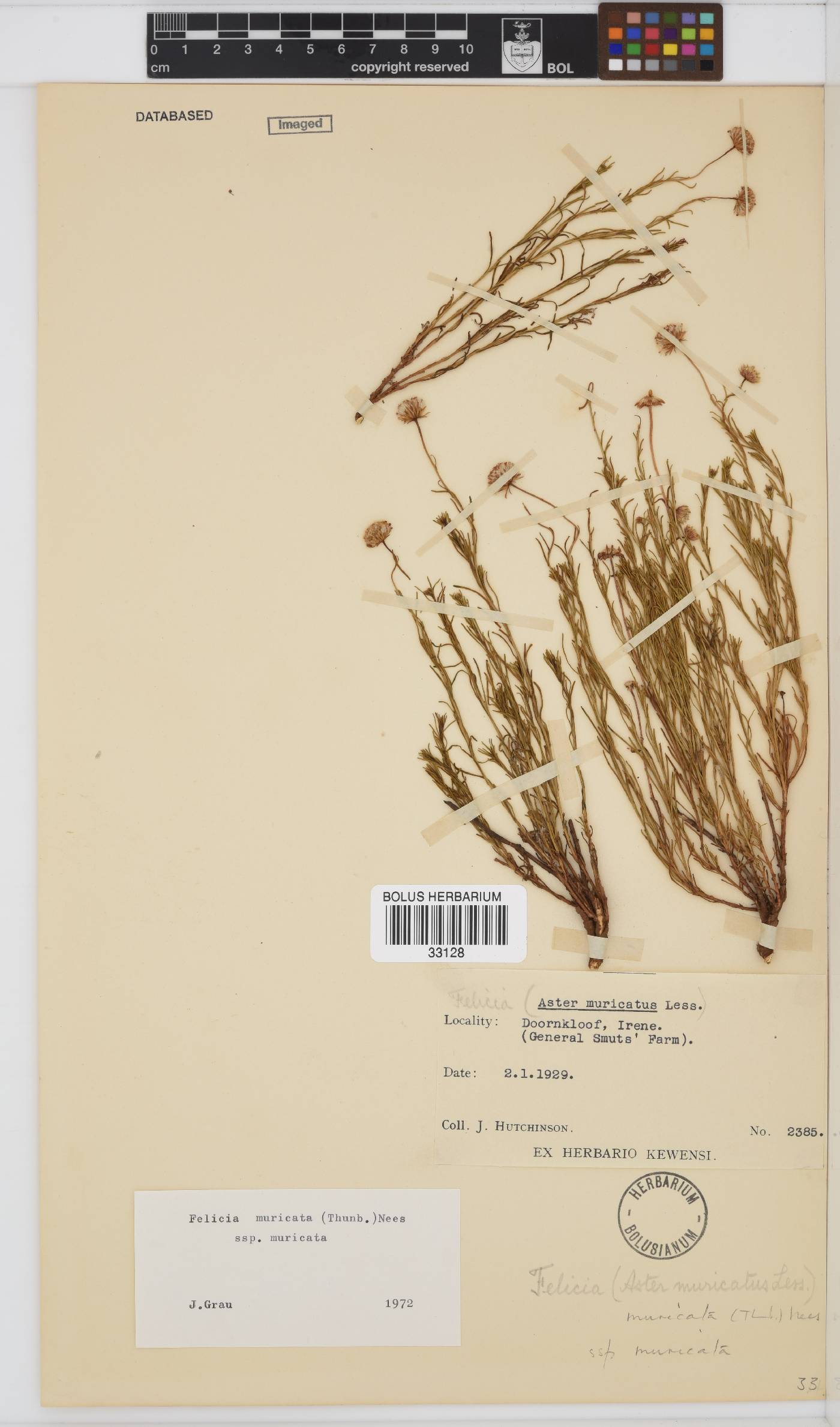 Felicia muricata subsp. muricata image