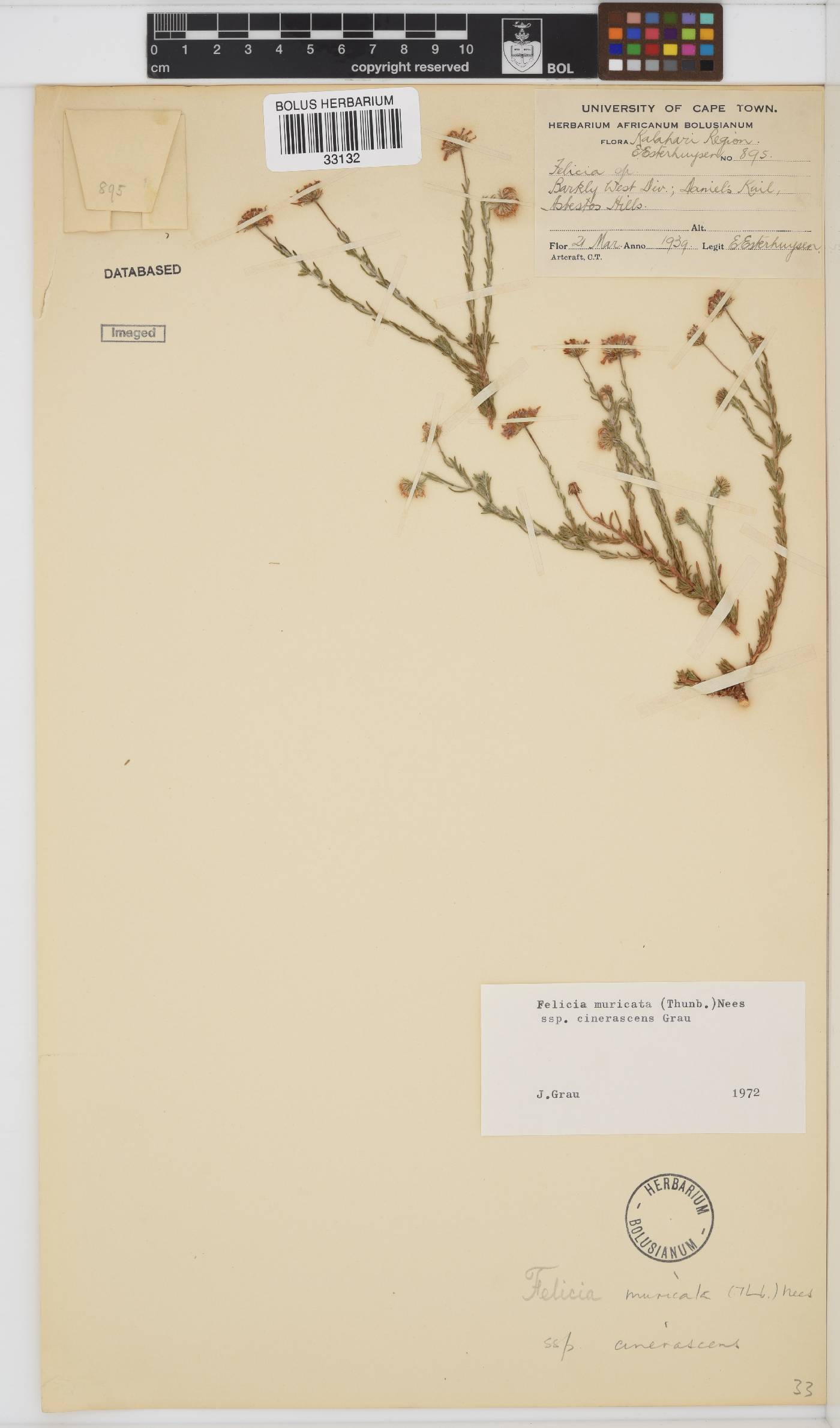 Felicia muricata subsp. muricata image