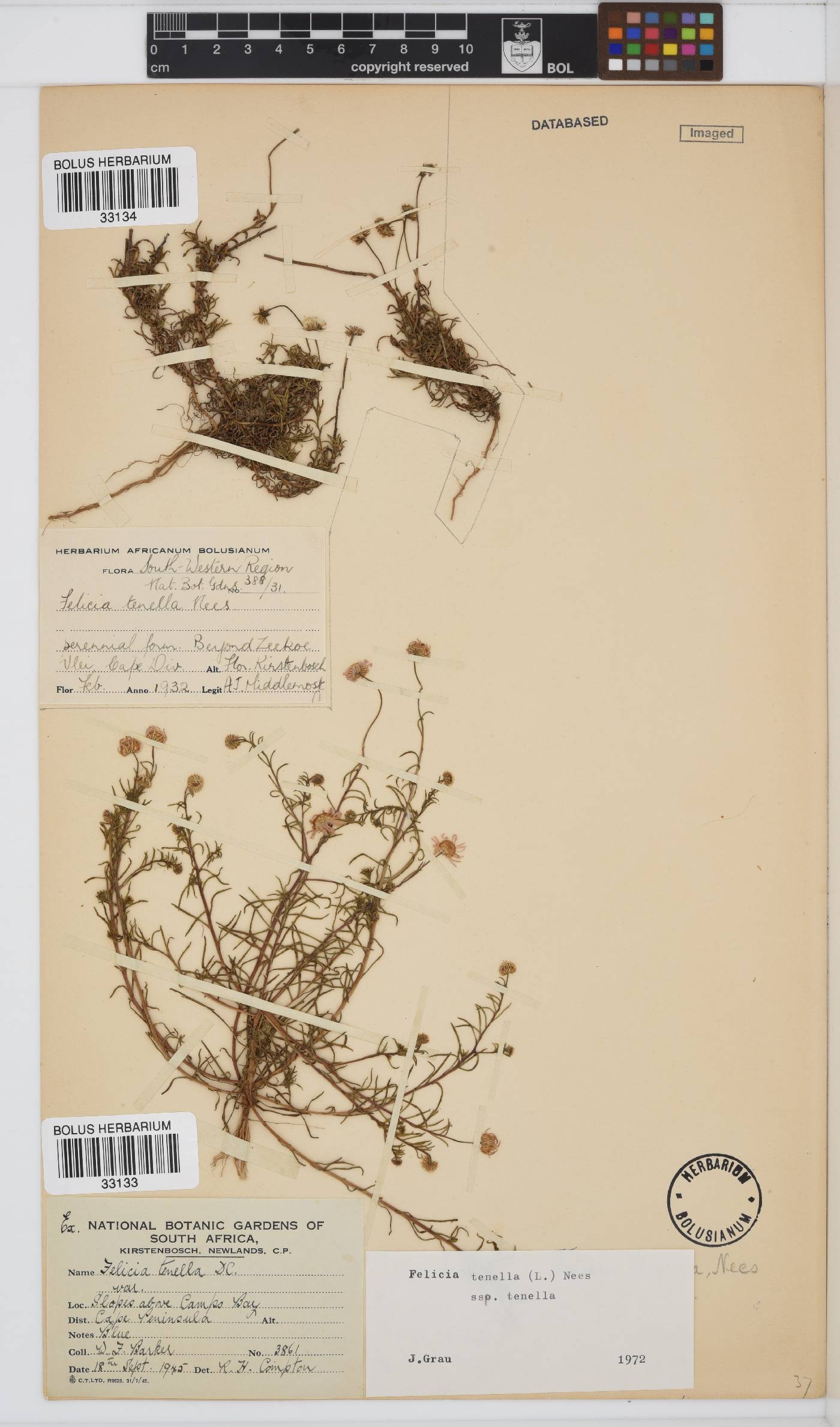 Felicia tenella image