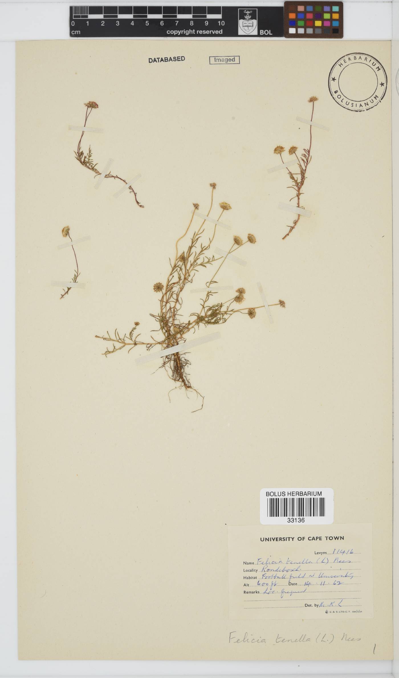 Felicia tenella subsp. tenella image