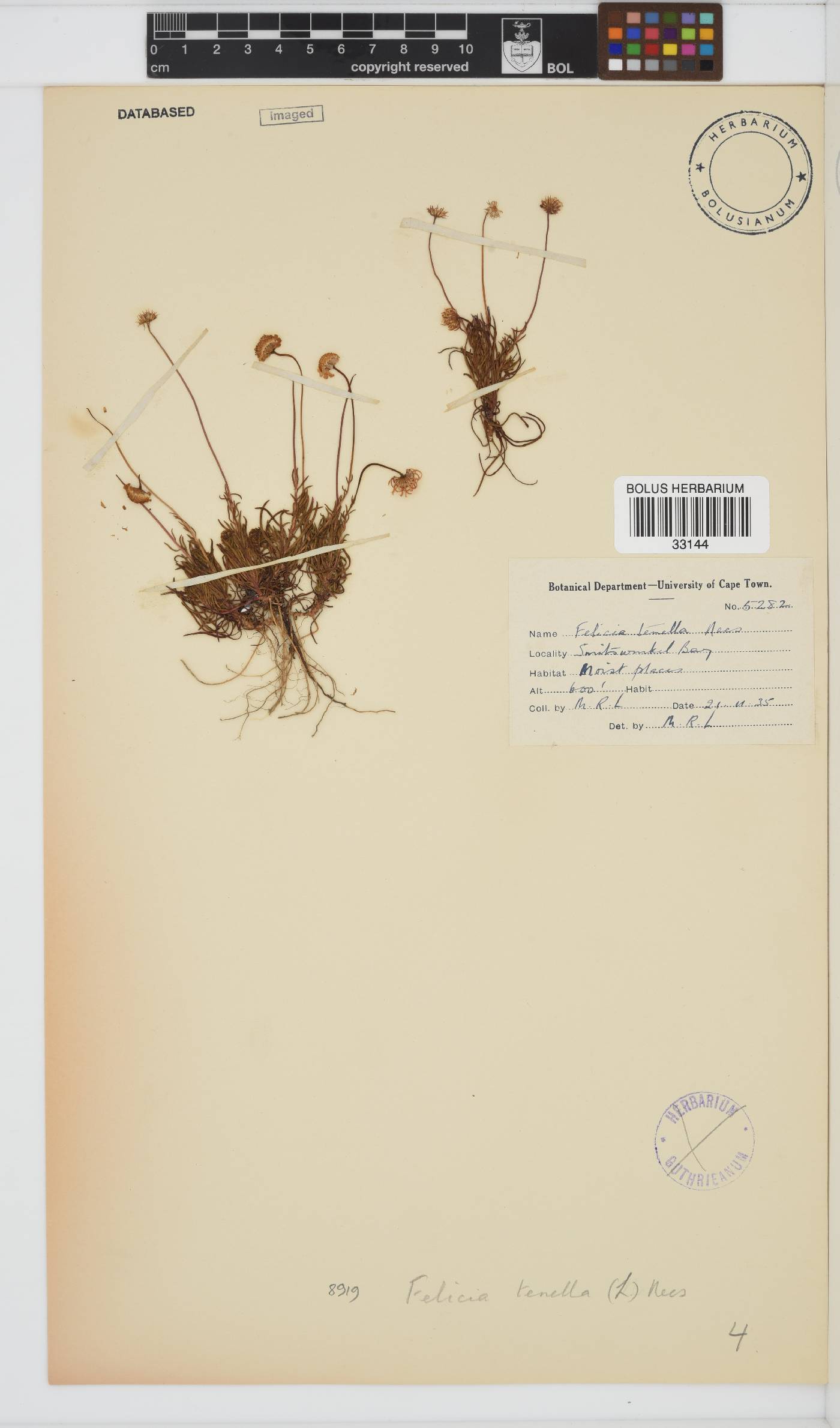 Felicia tenella image