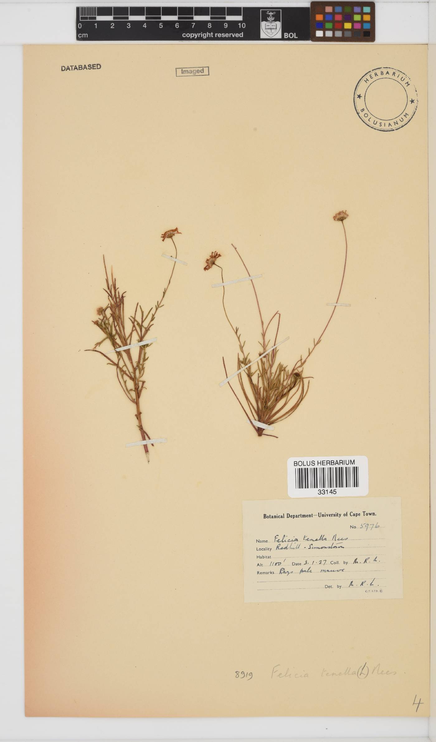 Felicia tenella image