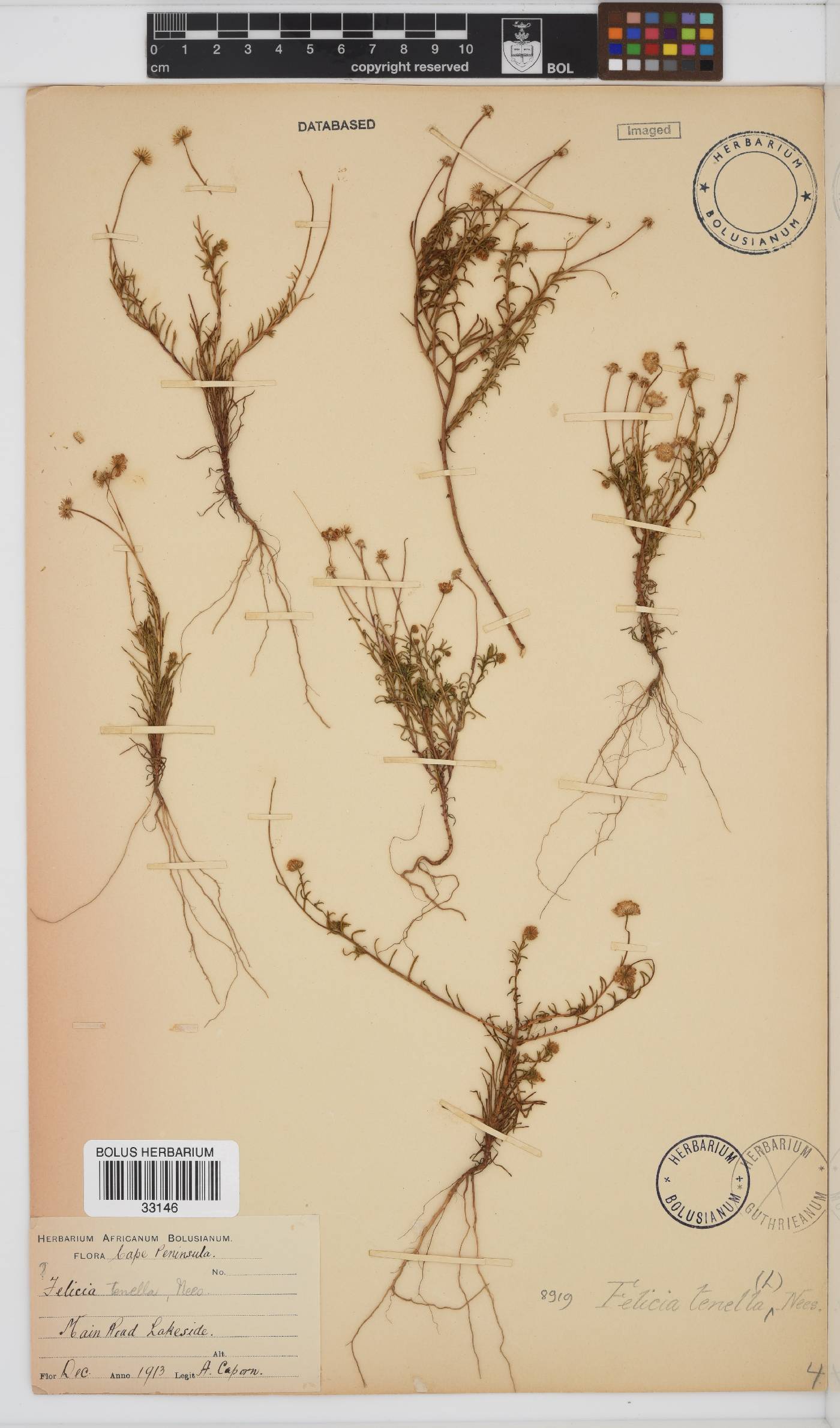 Felicia tenella subsp. tenella image