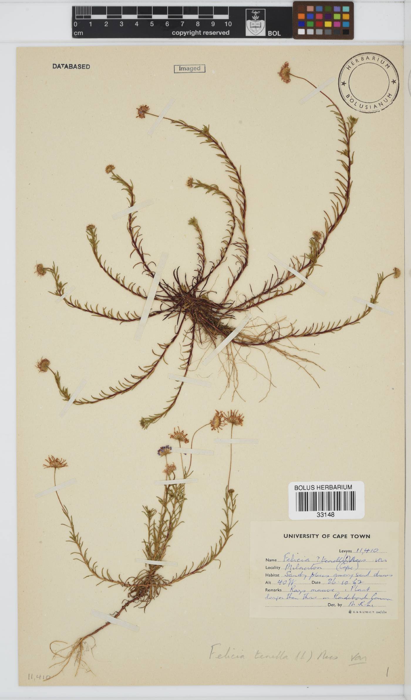Felicia tenella subsp. tenella image