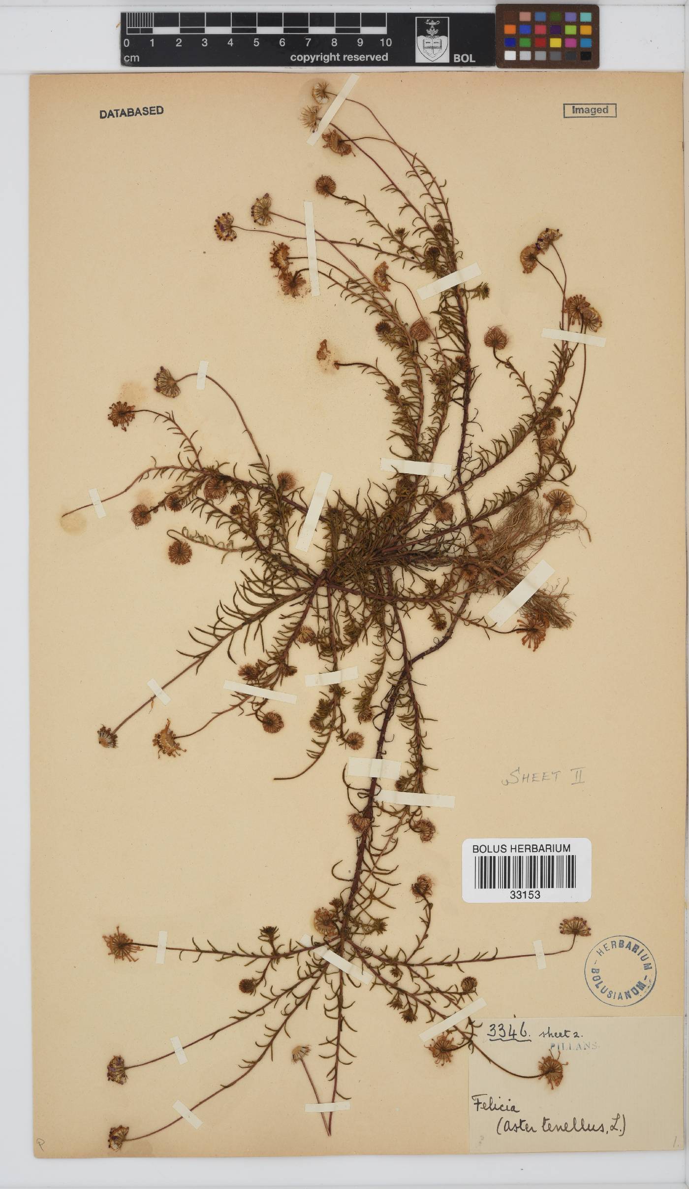 Felicia tenella subsp. tenella image