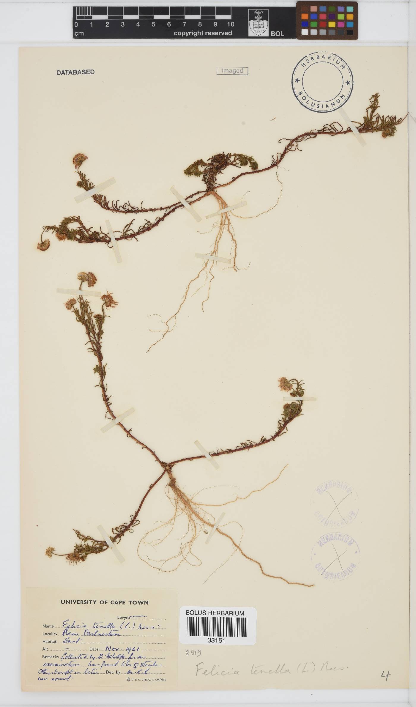 Felicia tenella subsp. tenella image