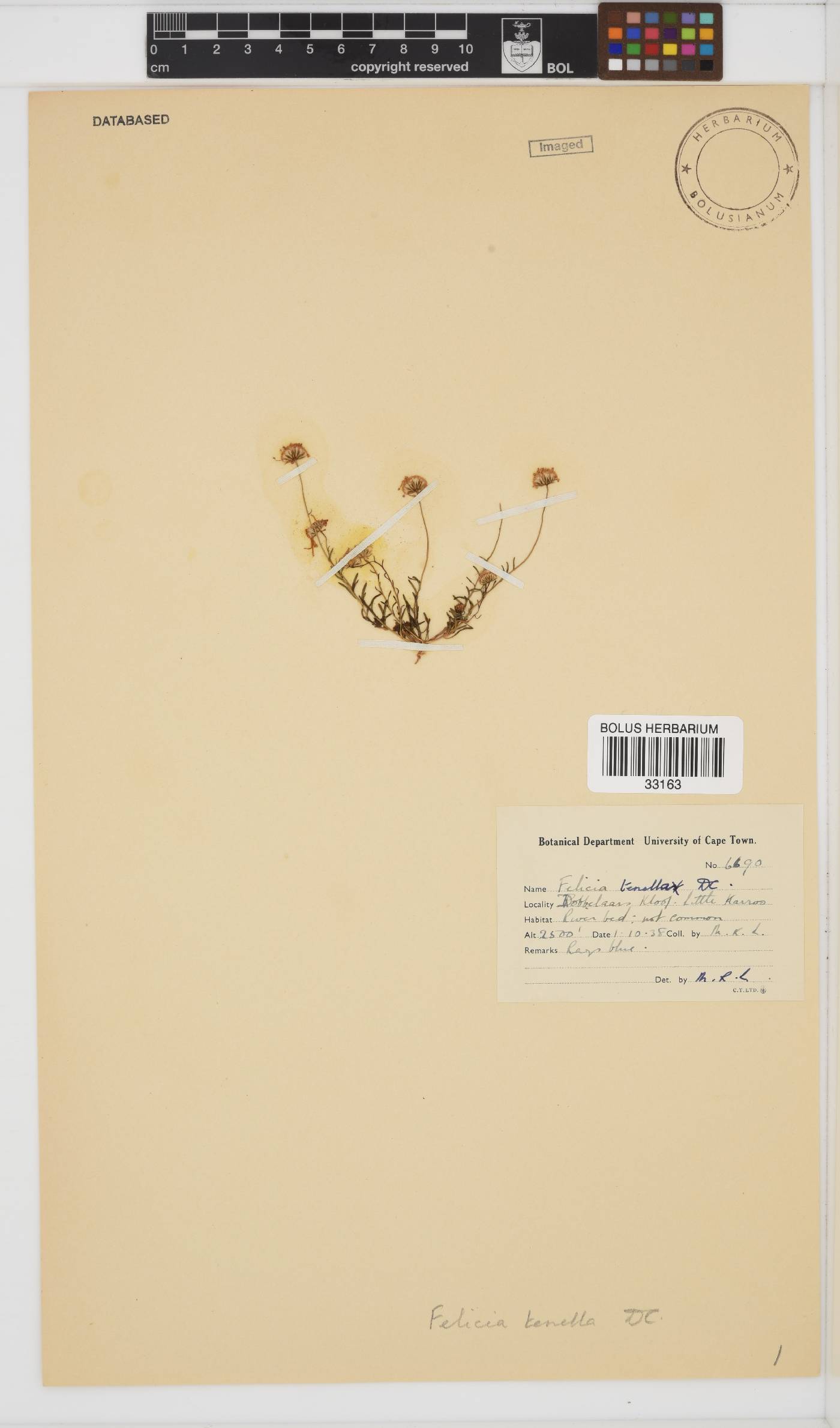 Felicia tenella image