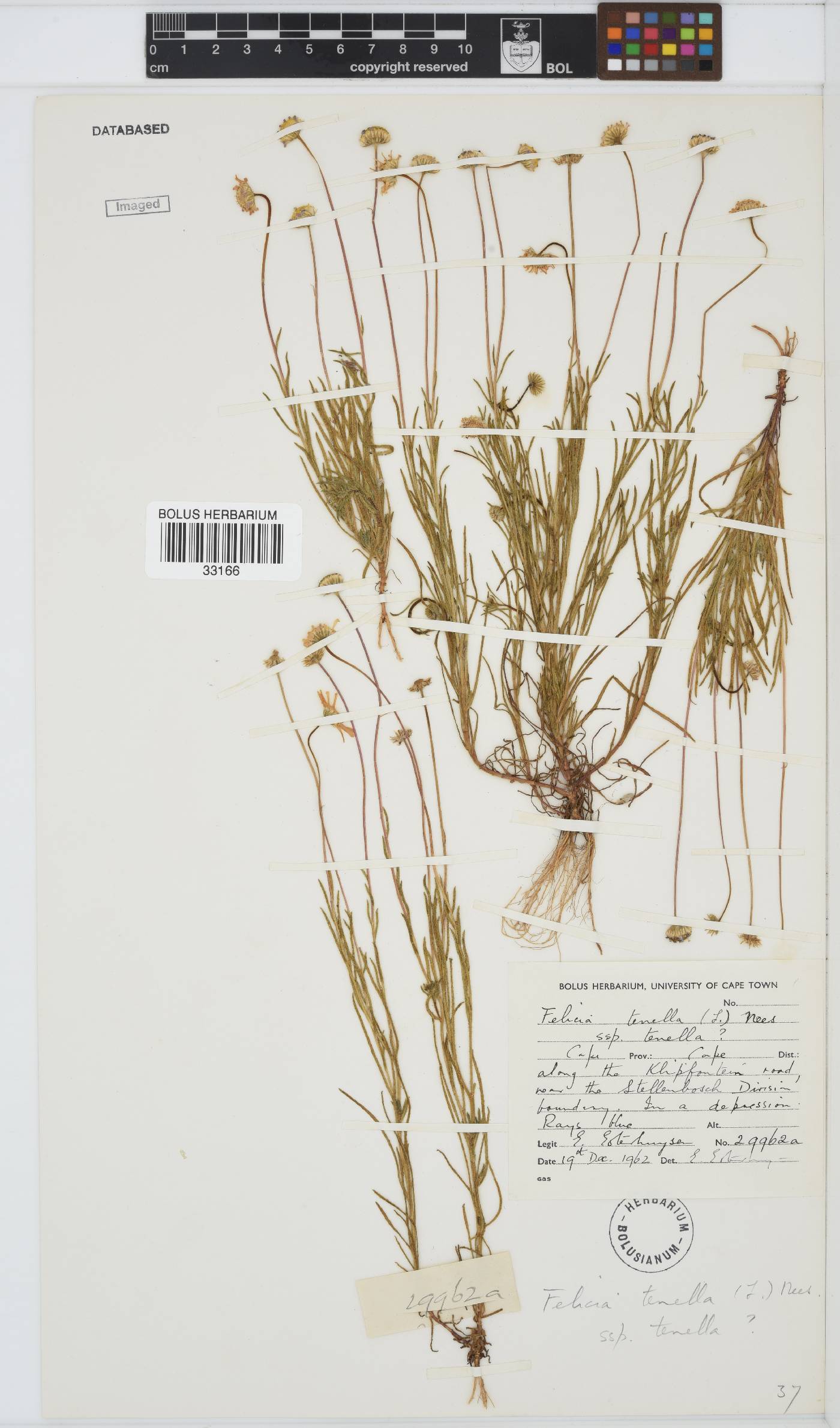 Felicia tenella subsp. tenella image